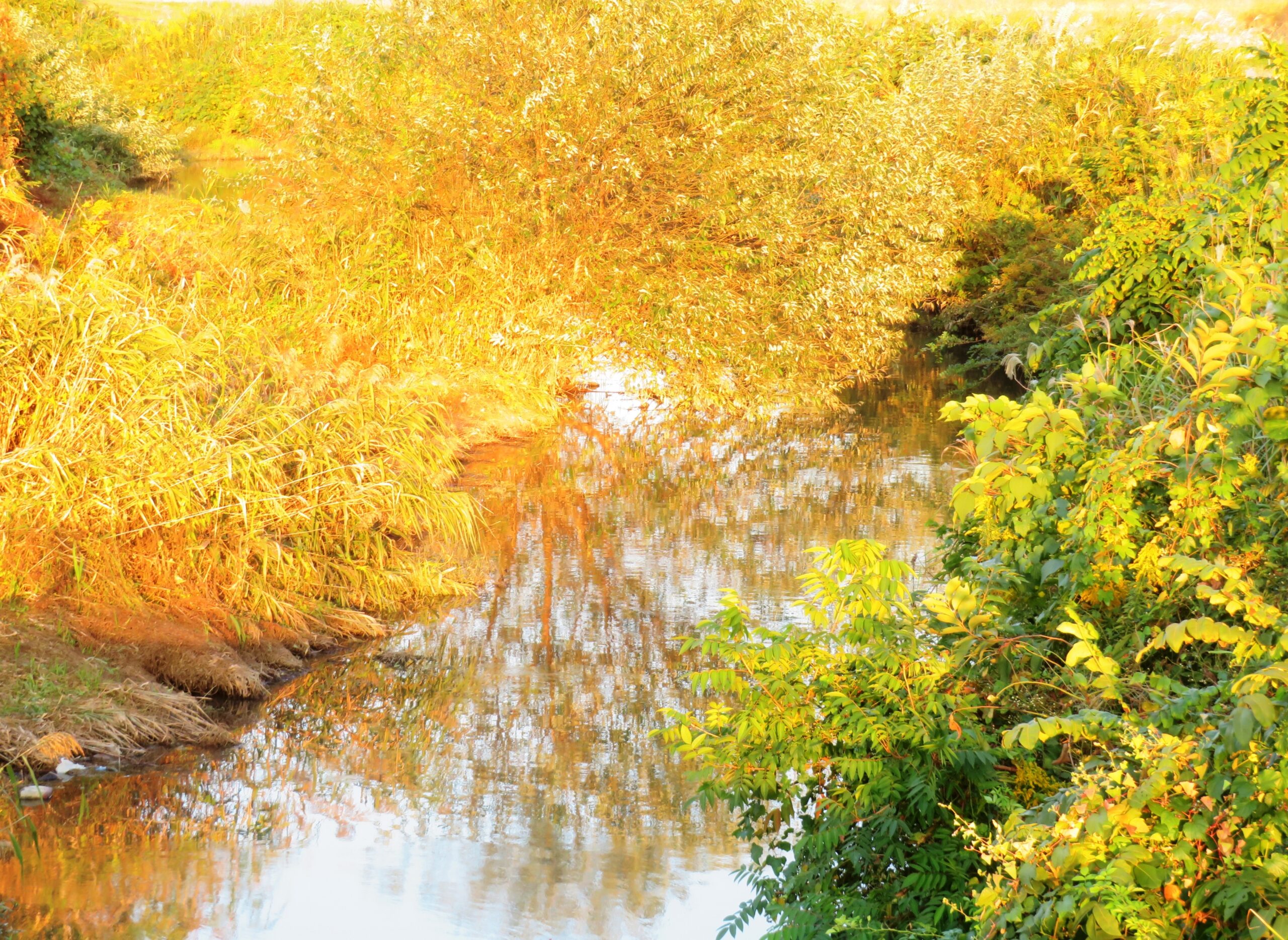 11月 夕暮れ時の川辺