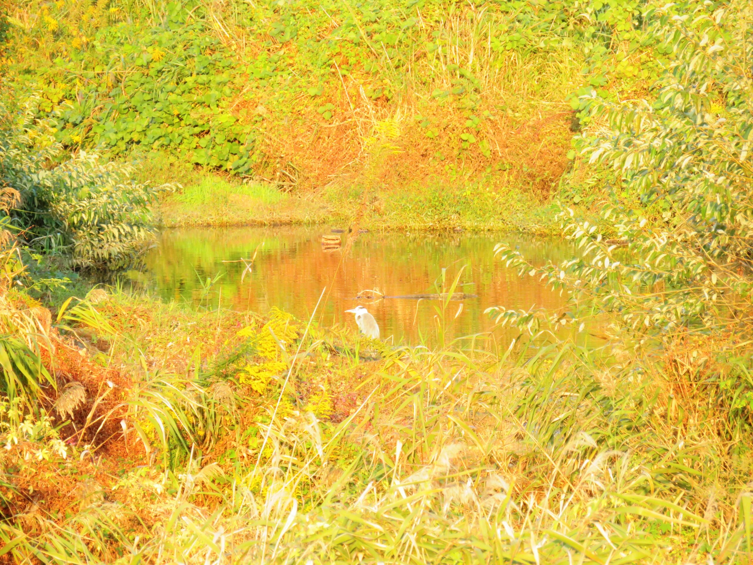 11月 夕暮れ時の川辺