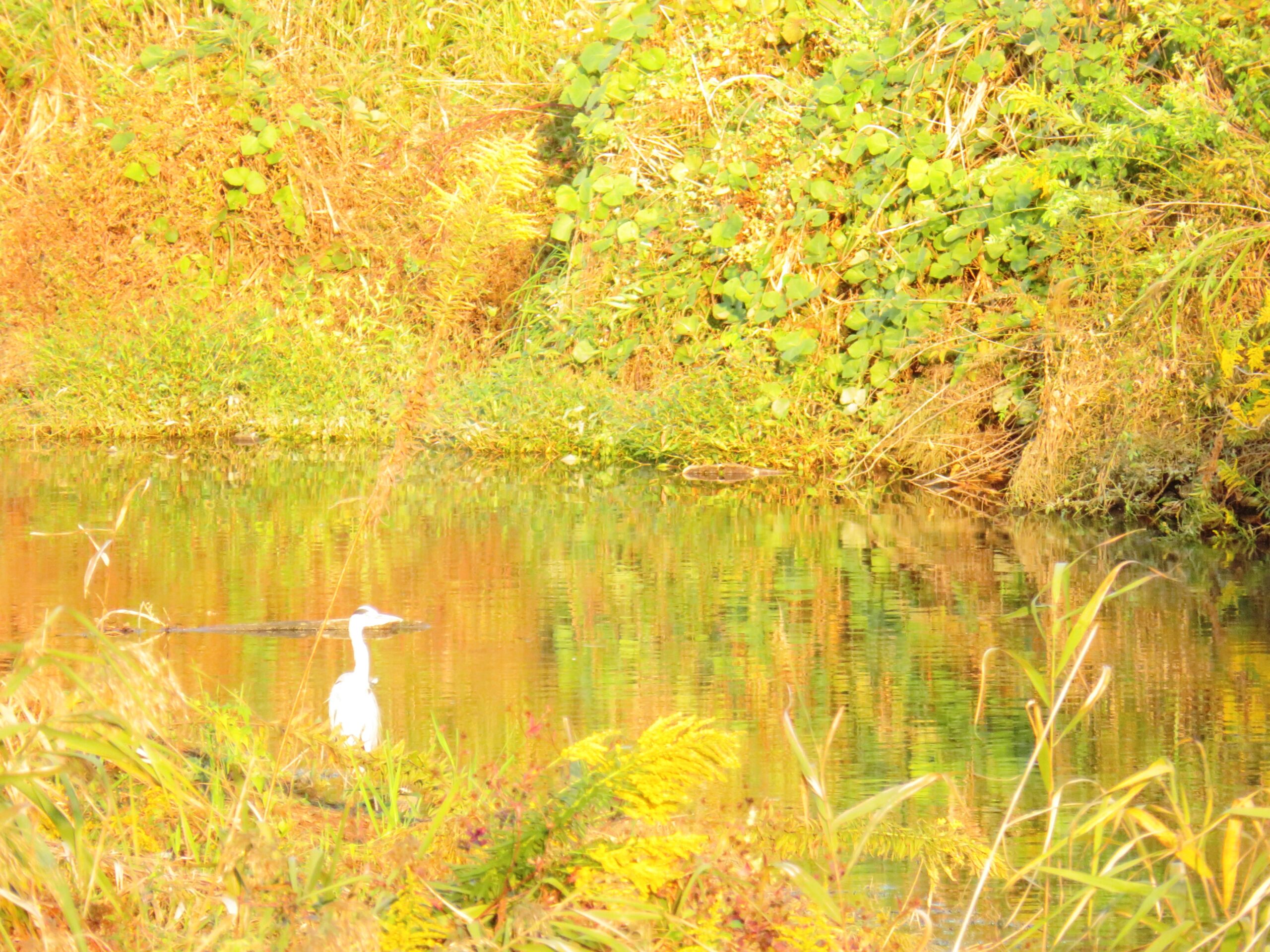 11月 夕暮れ時の川辺