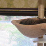 ねこ、風太　寝る