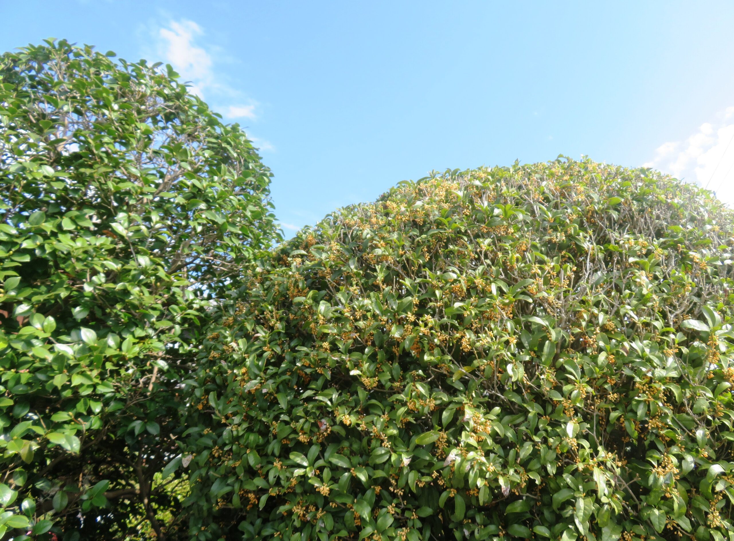 わが家の金木犀