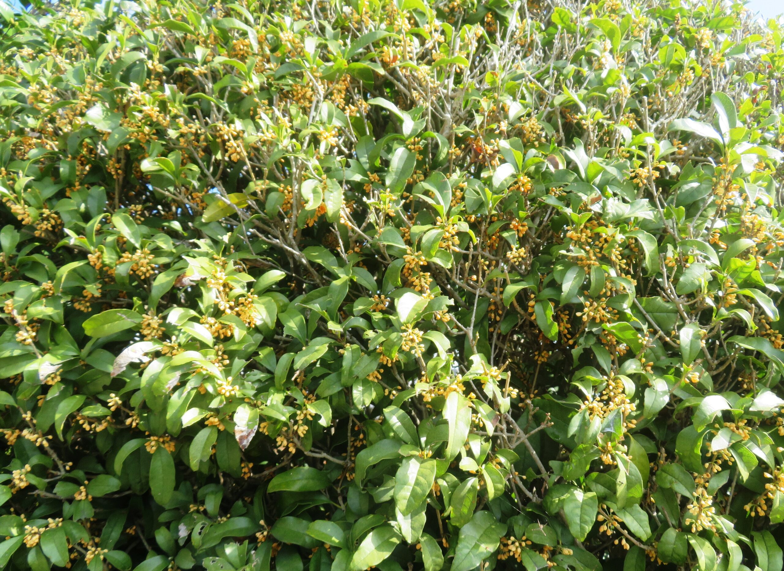 わが家の金木犀