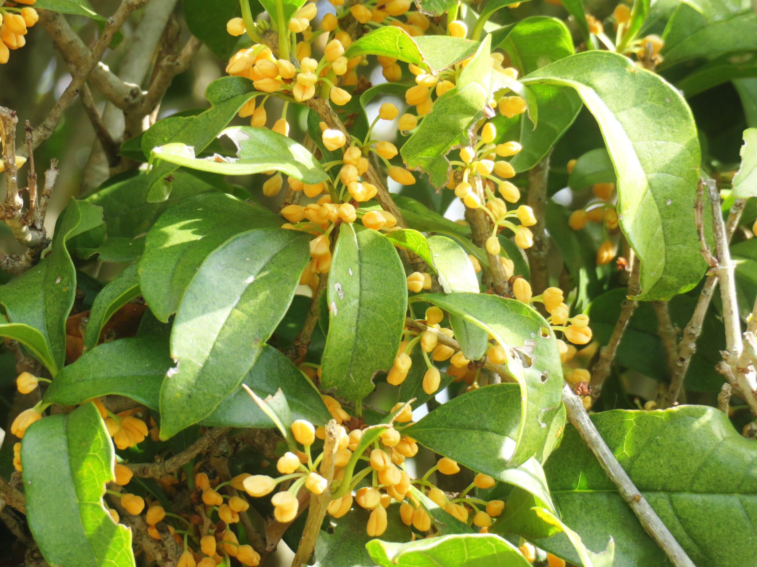 わが家の金木犀