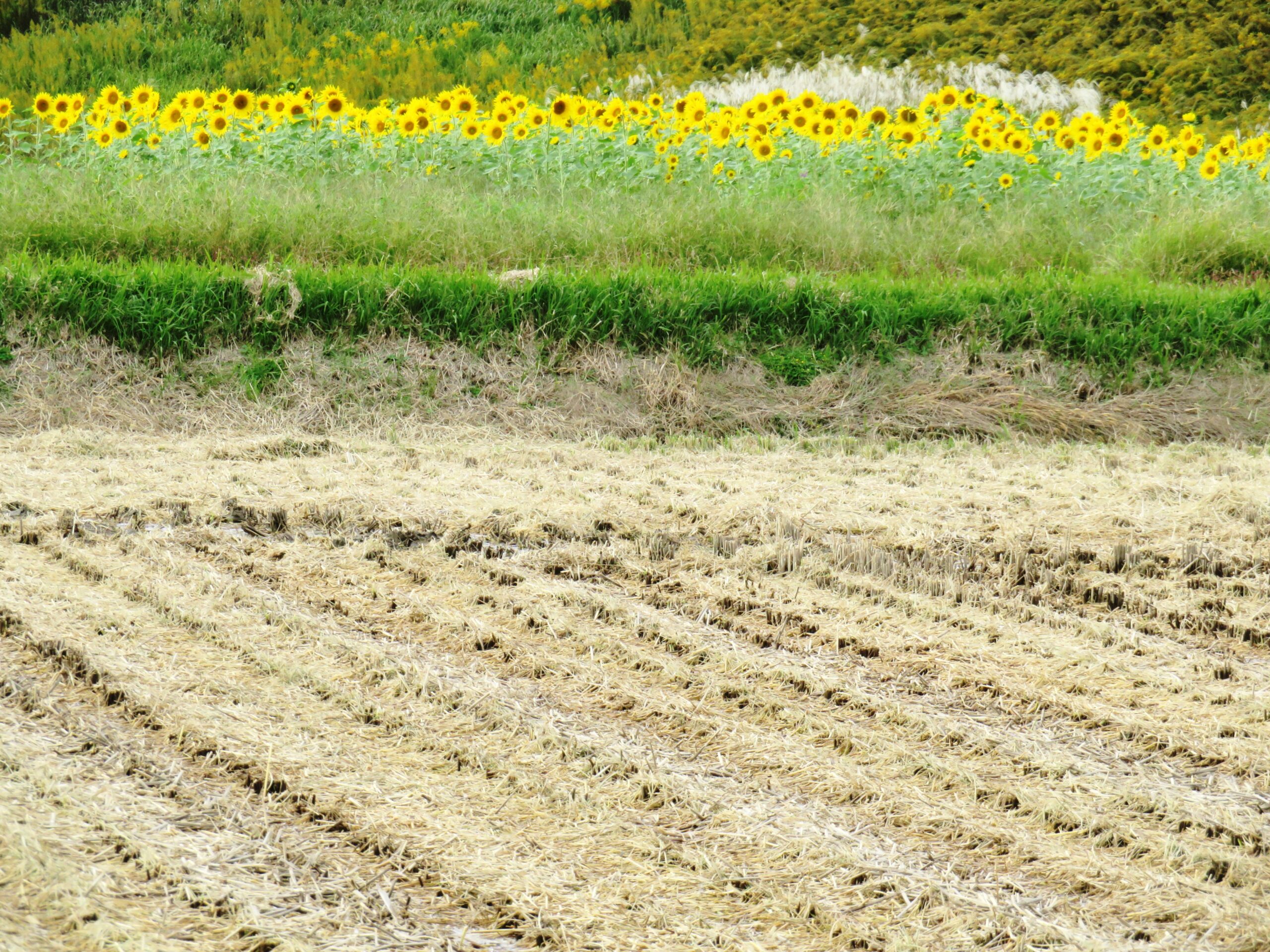 11月のひまわり