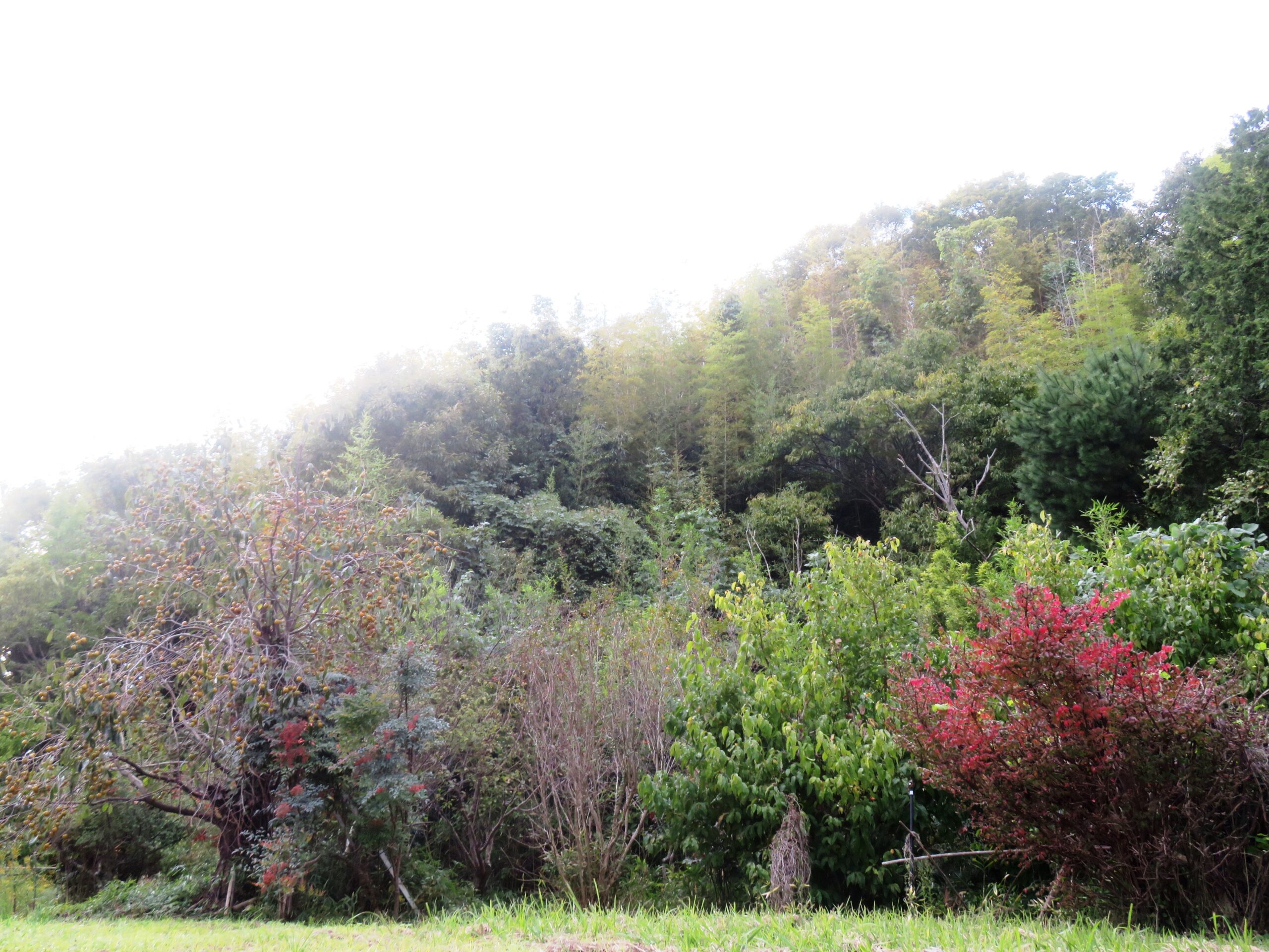 11月初旬の田舎