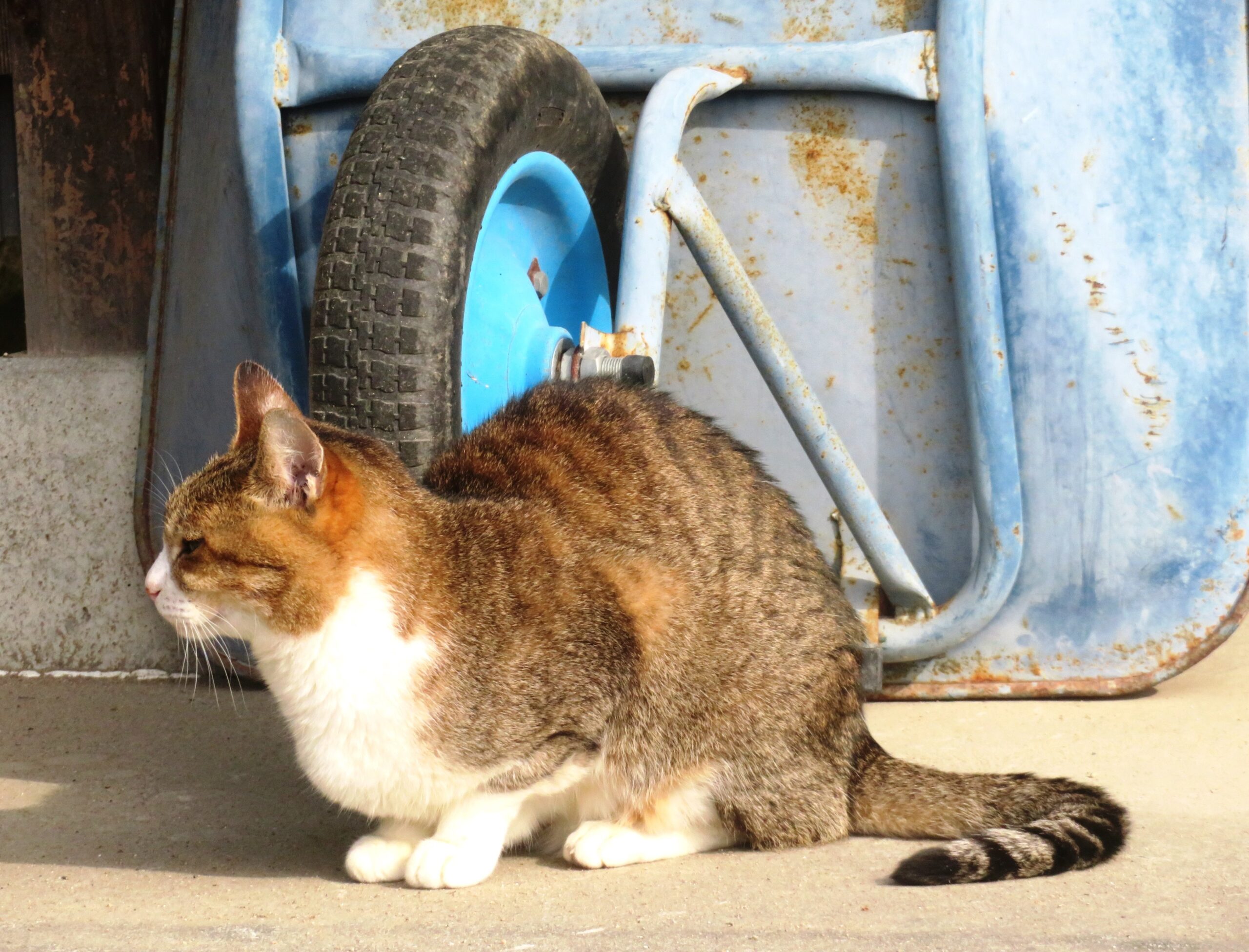 ねこ、風太　巡回