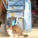 ねこ、風太　巡回