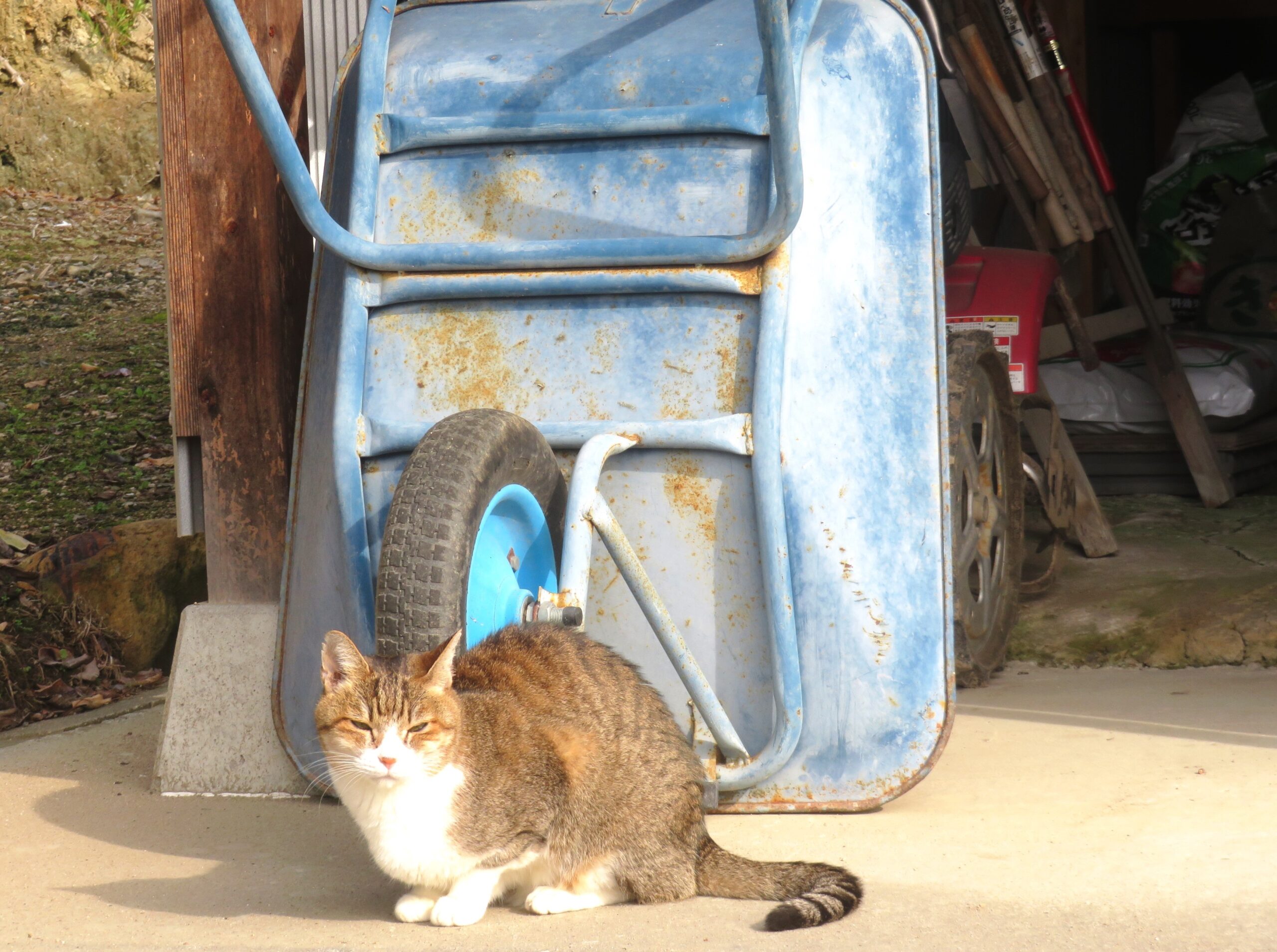 ねこ、風太　巡回