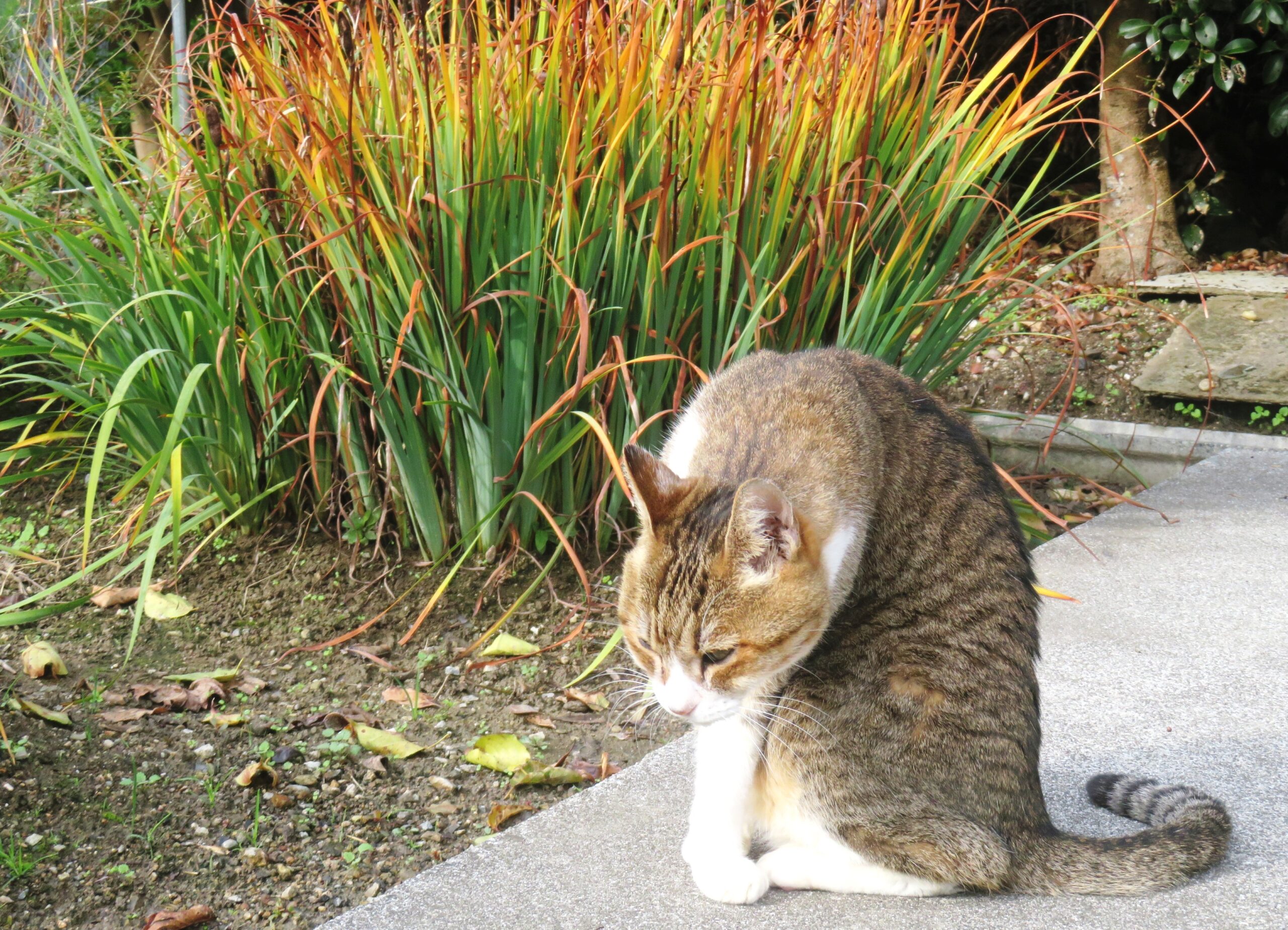 ねこ、風太　巡回