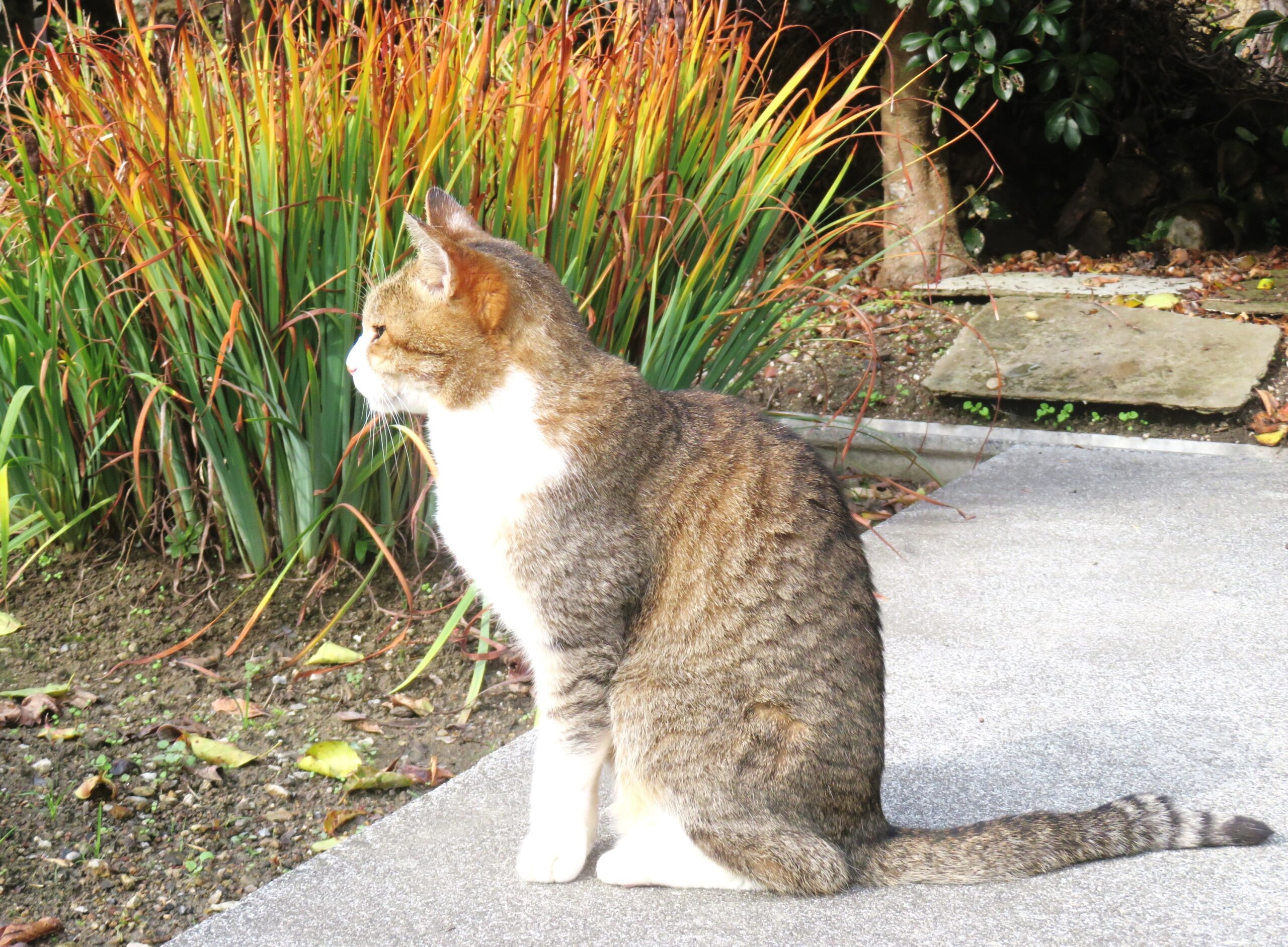 ねこ、風太　巡回