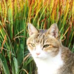 ねこ、風太　巡回