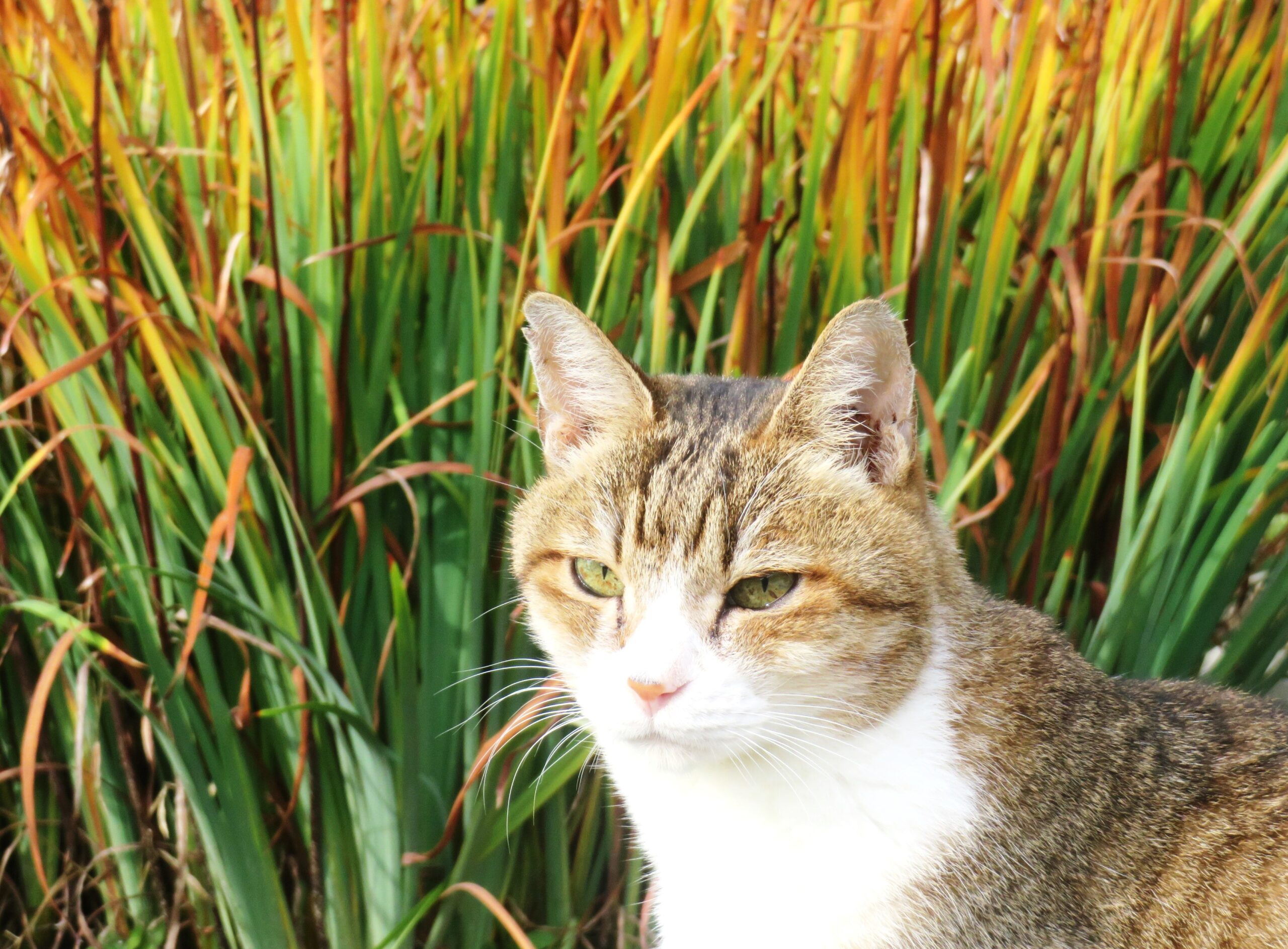 ねこ、風太　巡回