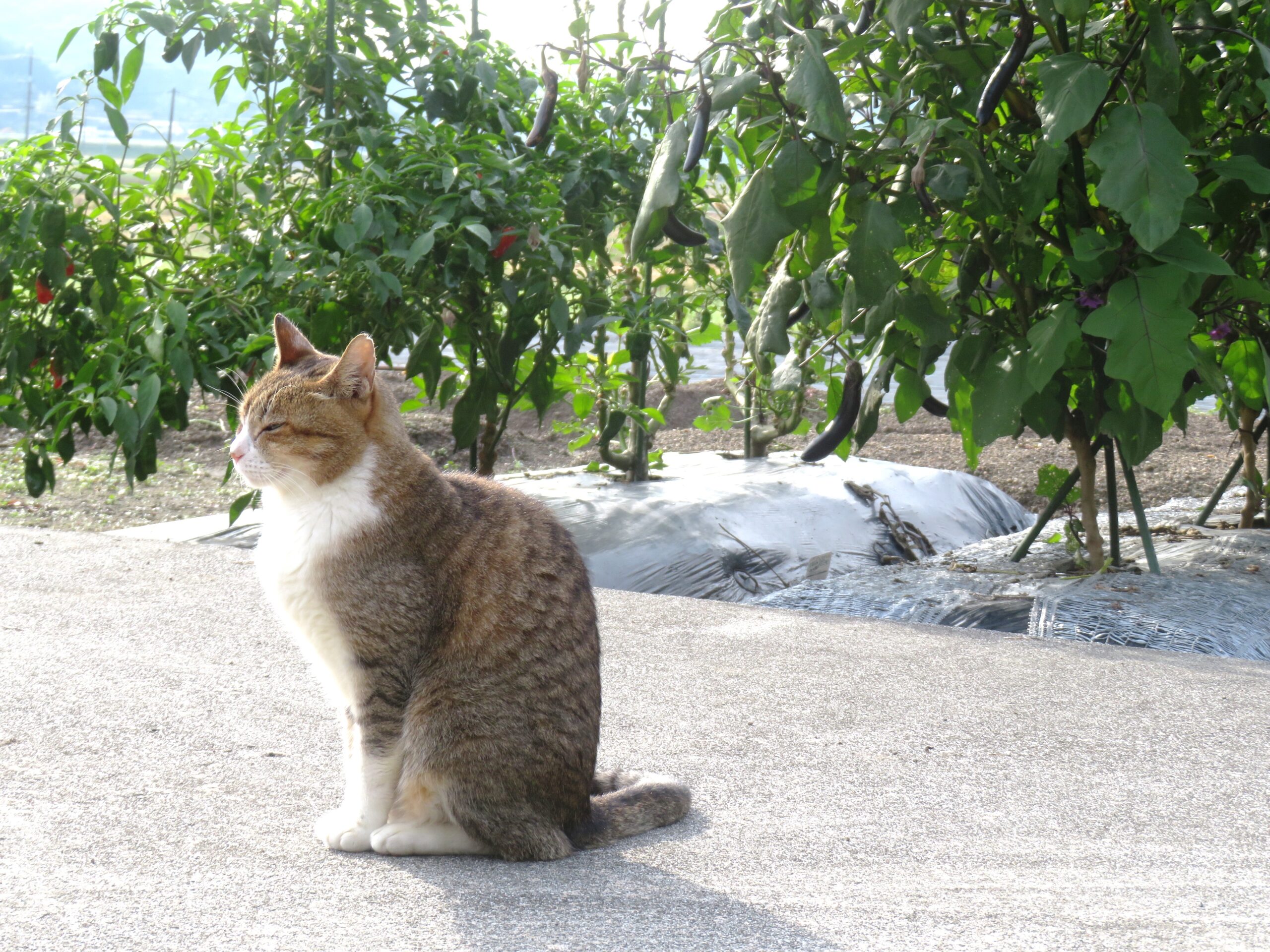 ねこ、風太　巡回