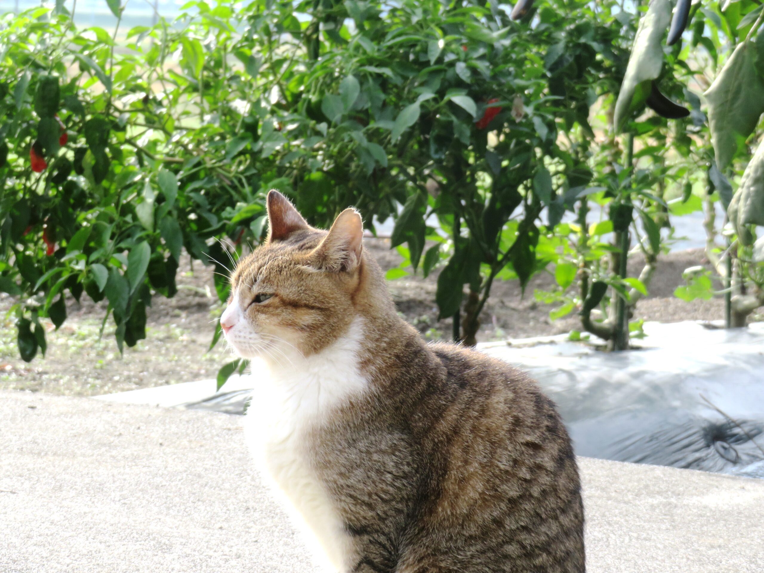 ねこ、風太　巡回