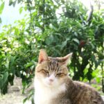 ねこ、風太　巡回