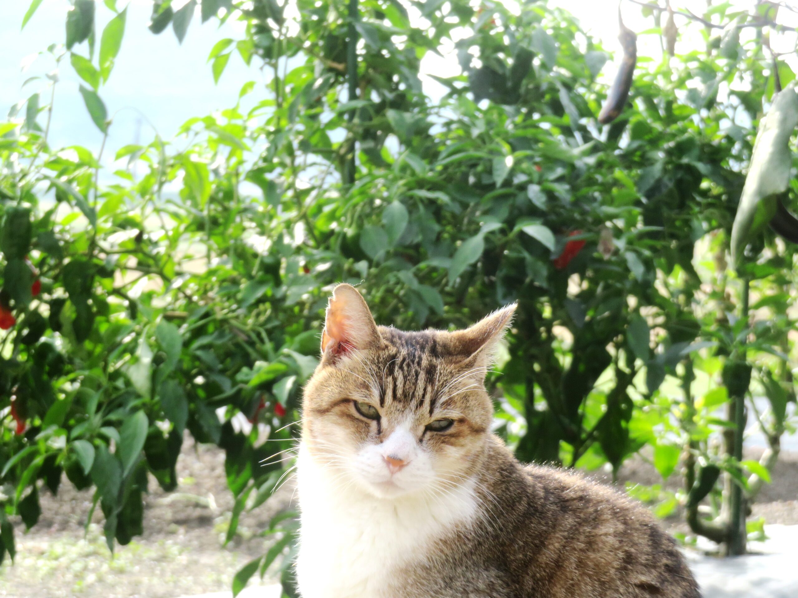 ねこ、風太　巡回
