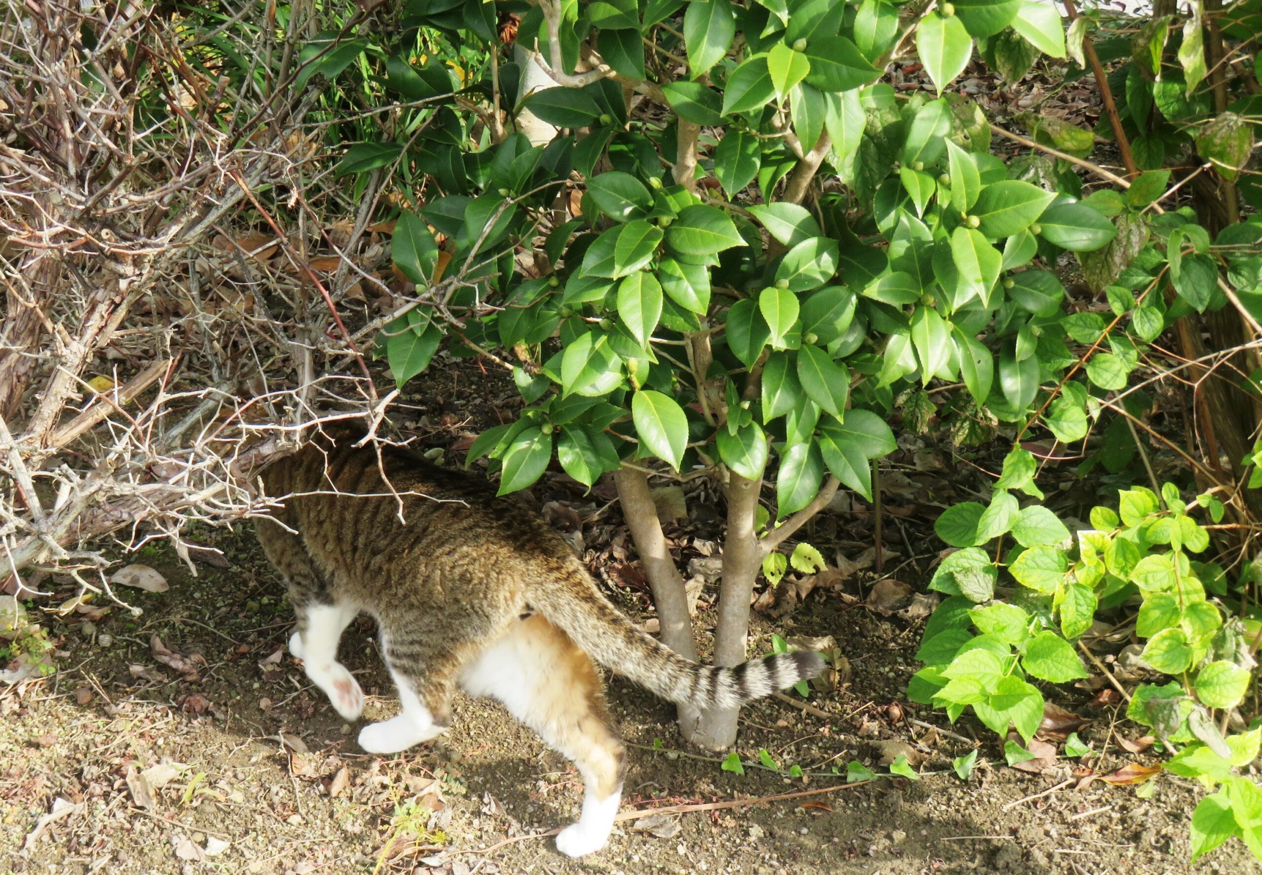 ねこ、風太 巡回