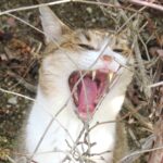 ねこ、風太　巡回