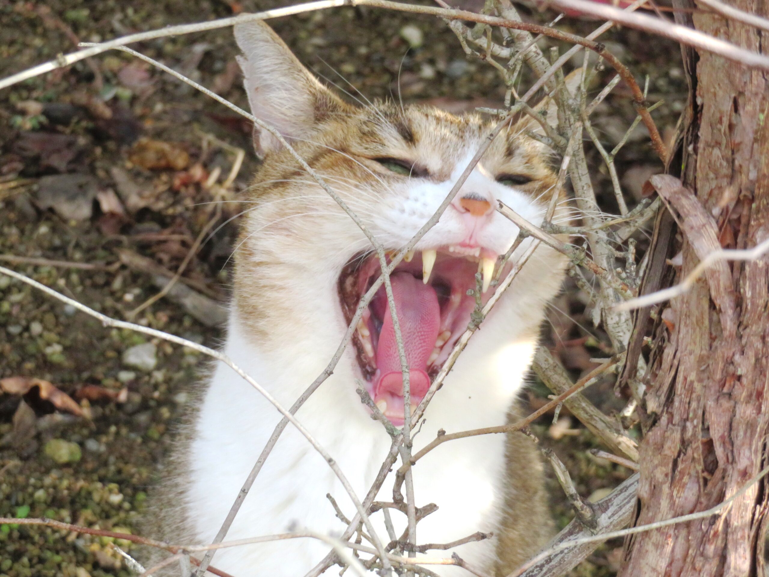 ねこ、風太 巡回