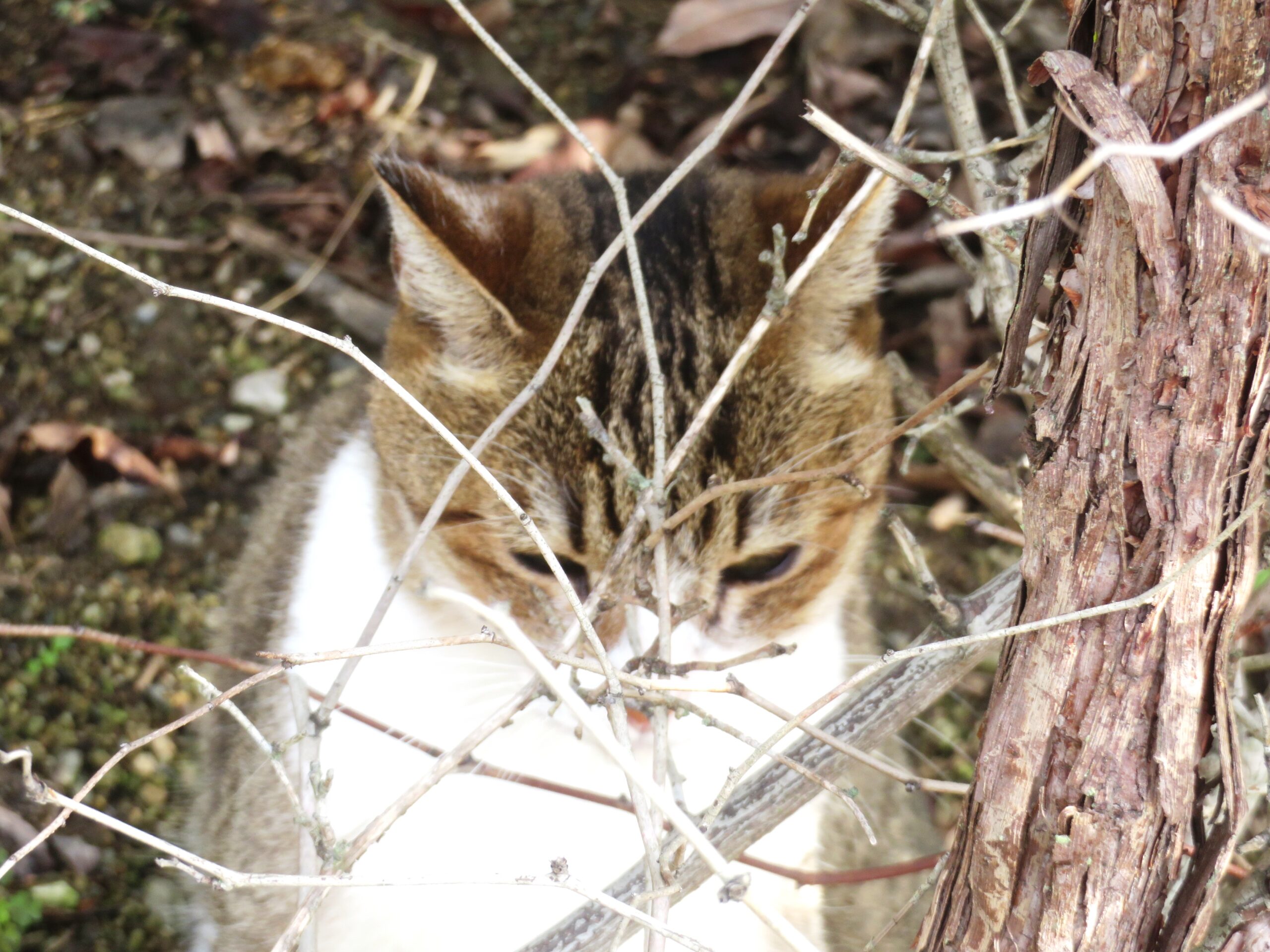 ねこ、風太 巡回
