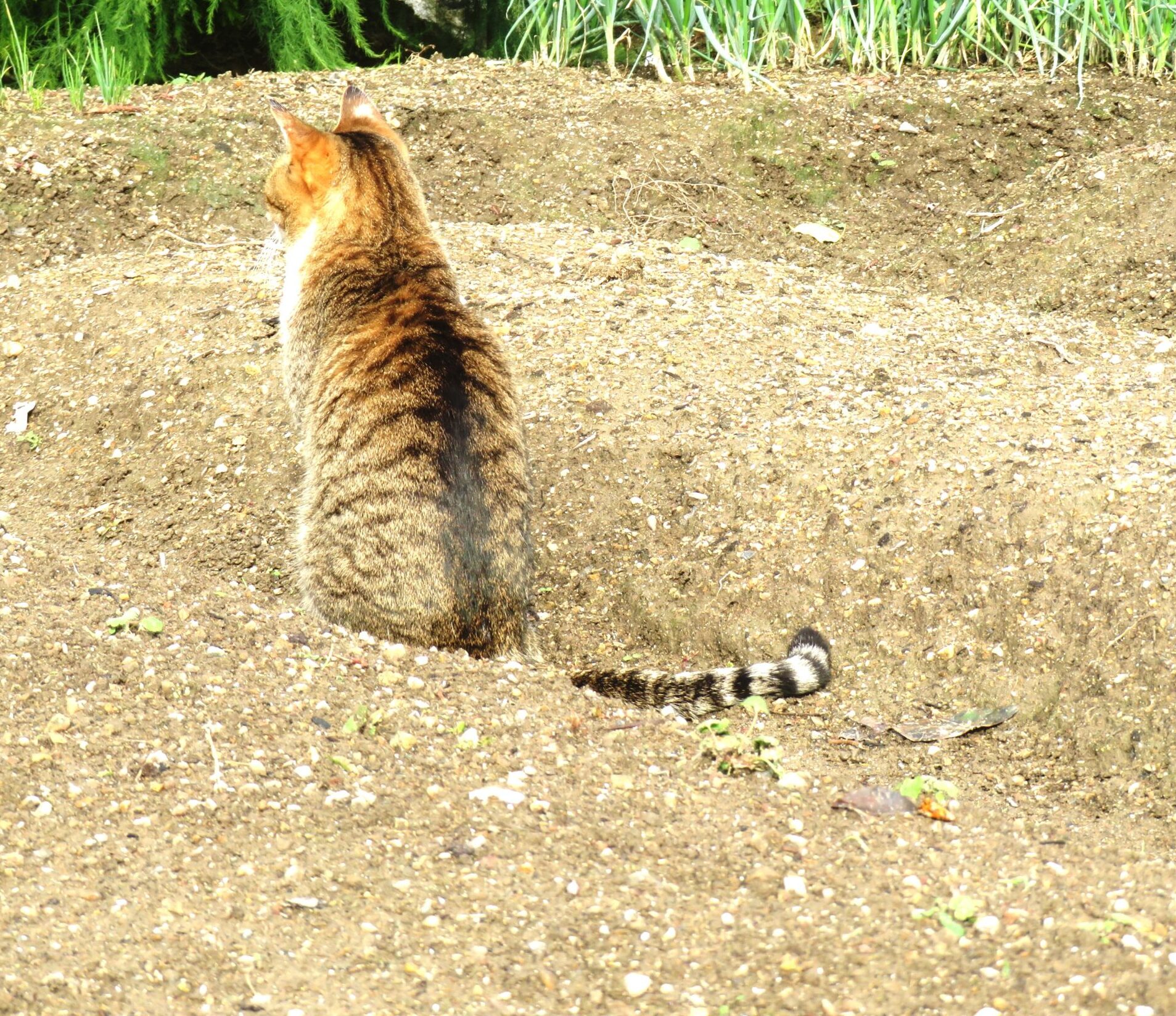 ねこ、風太　巡回