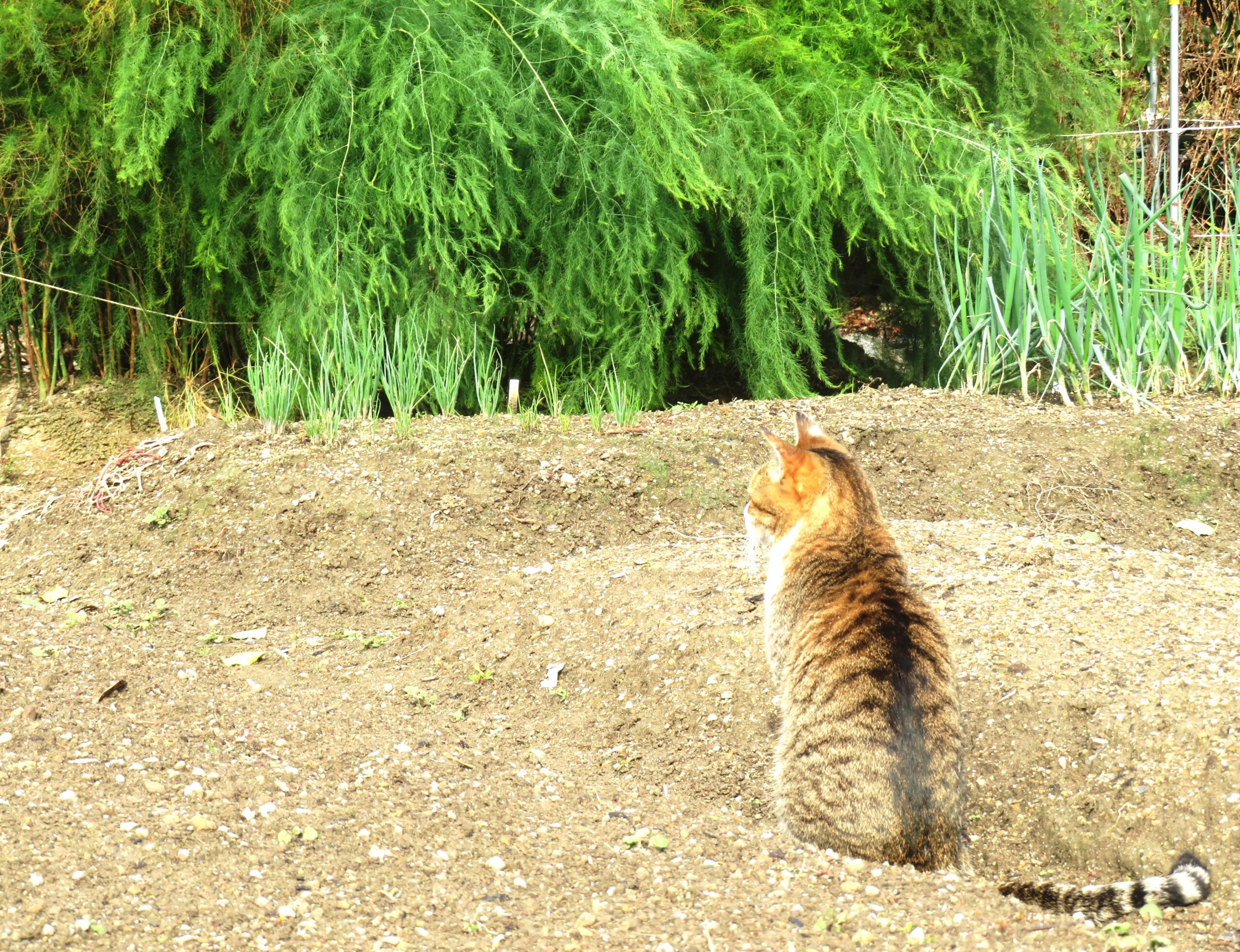 ねこ、風太　巡回