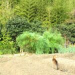 ねこ、風太　巡回