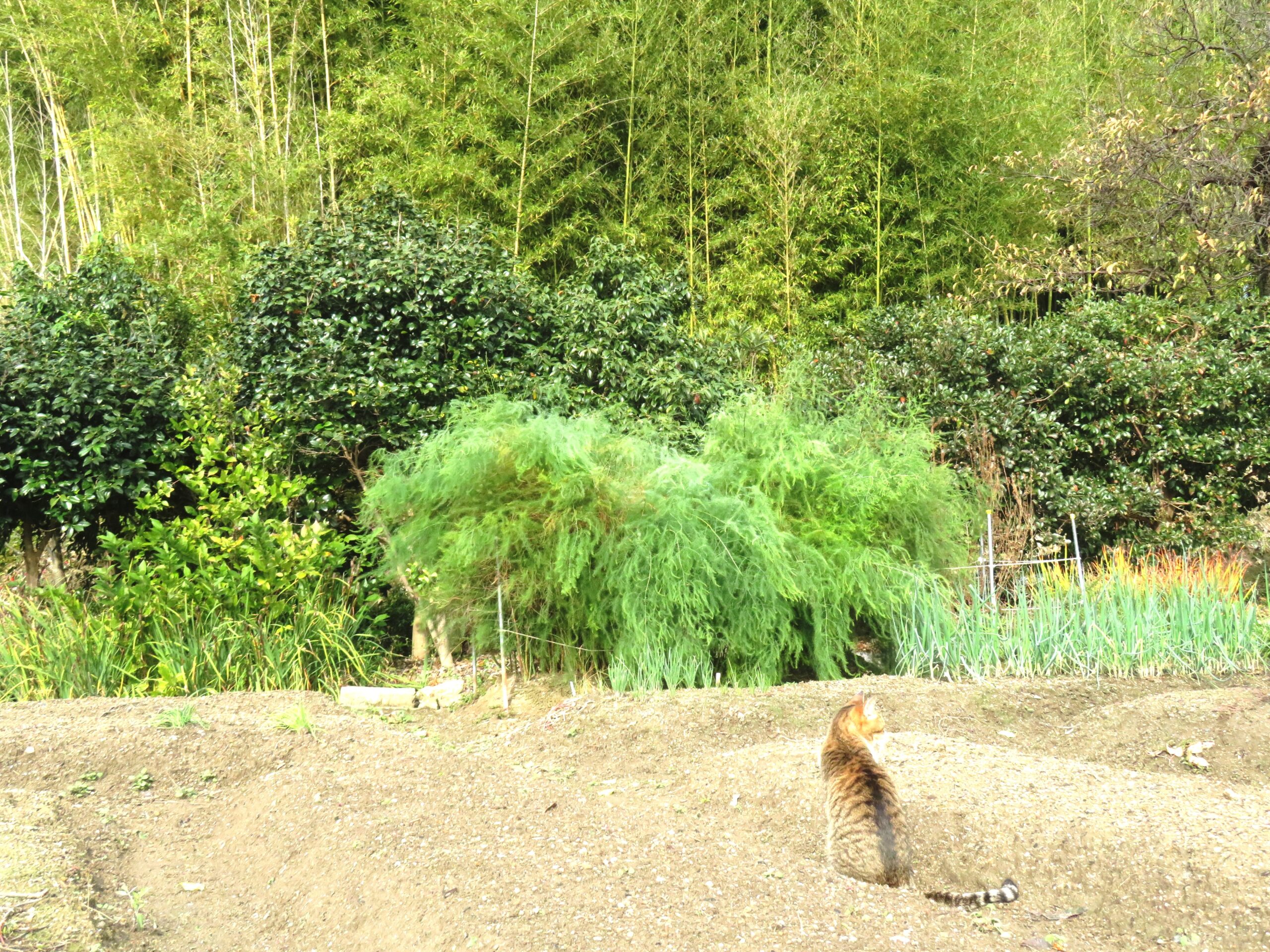 ねこ、風太　巡回