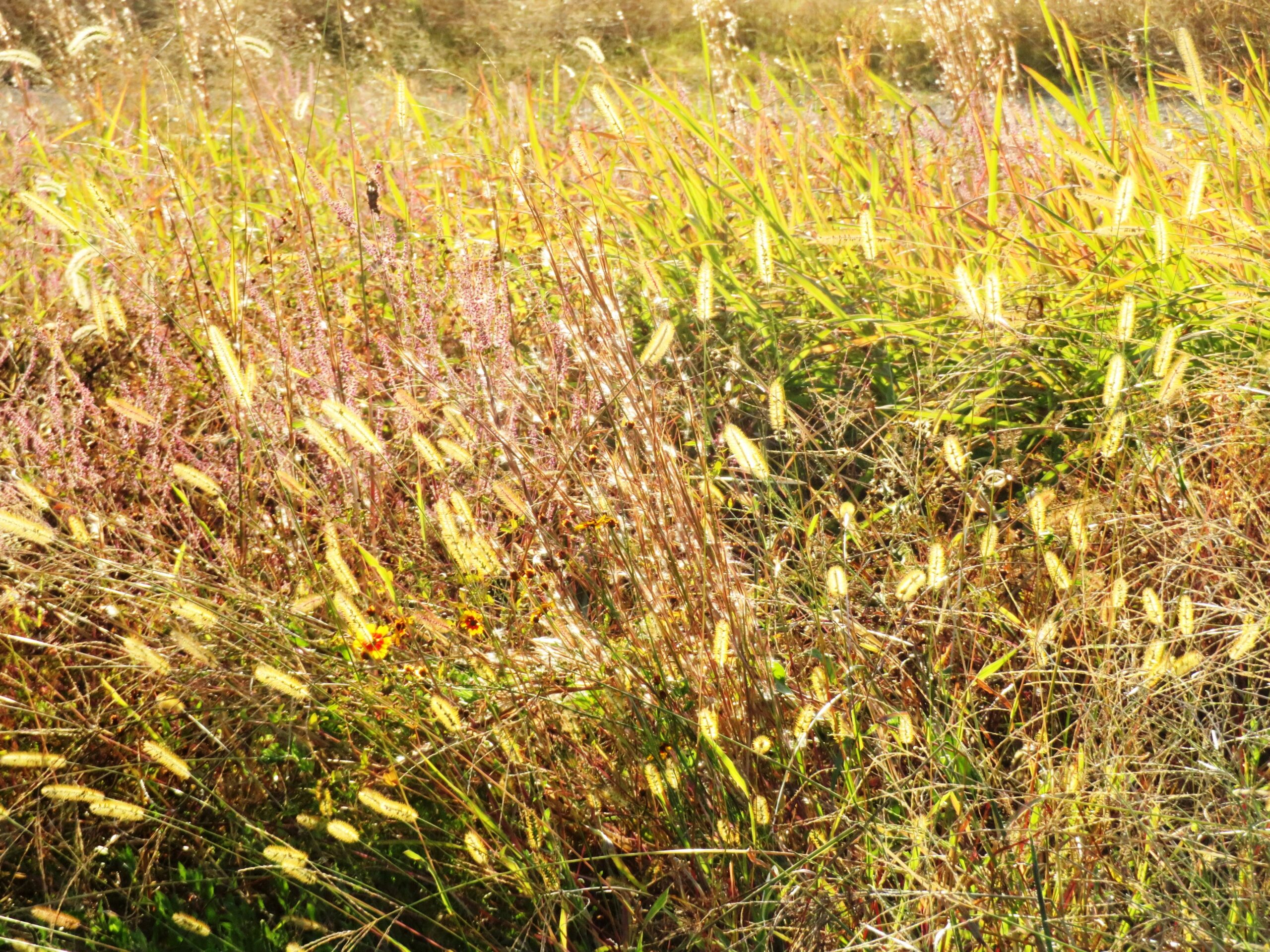 晩秋の草叢