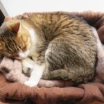 ねこ、風太　ひなたぼっこ