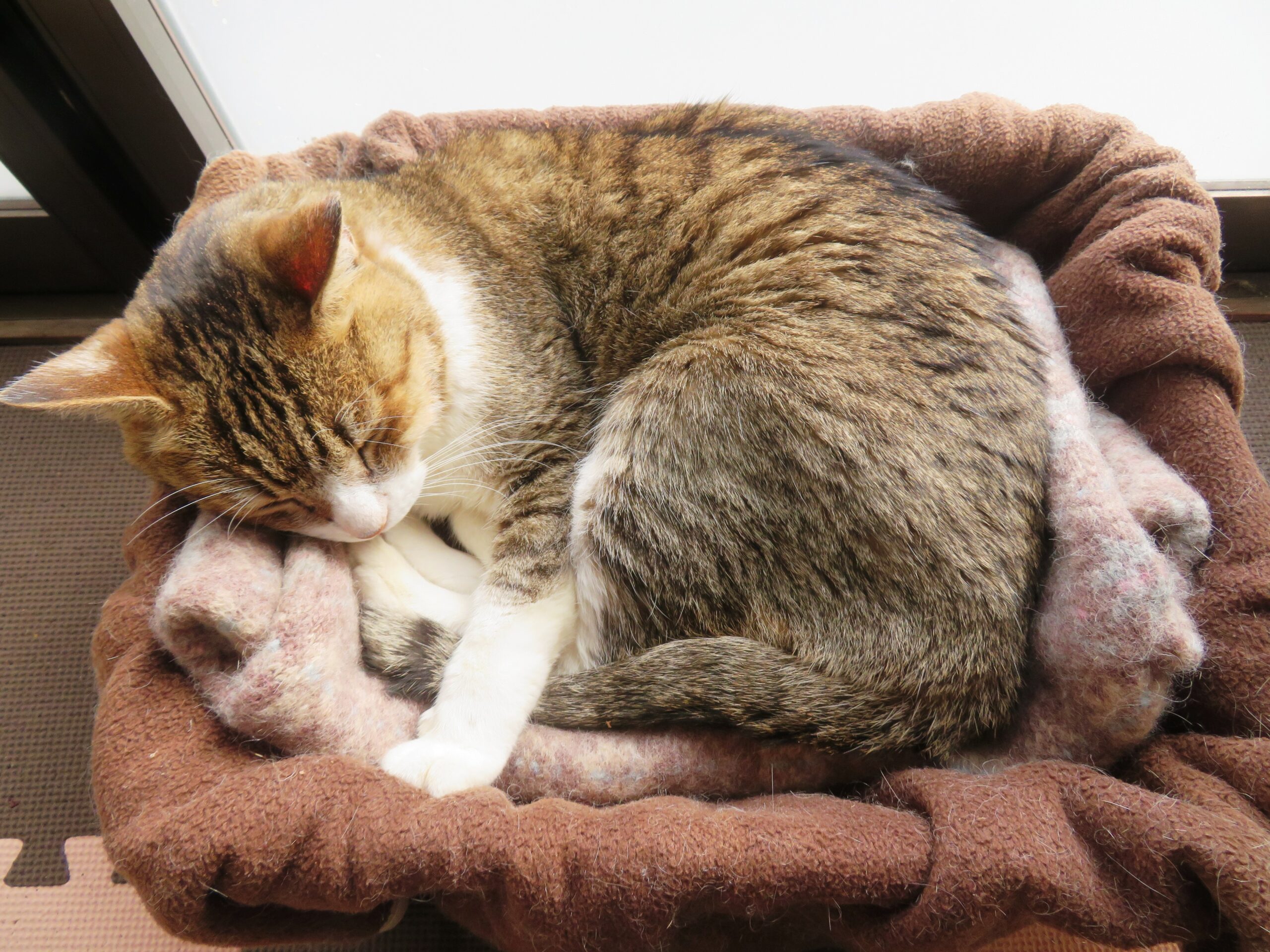 ねこ、風太 ひなたぼっこ