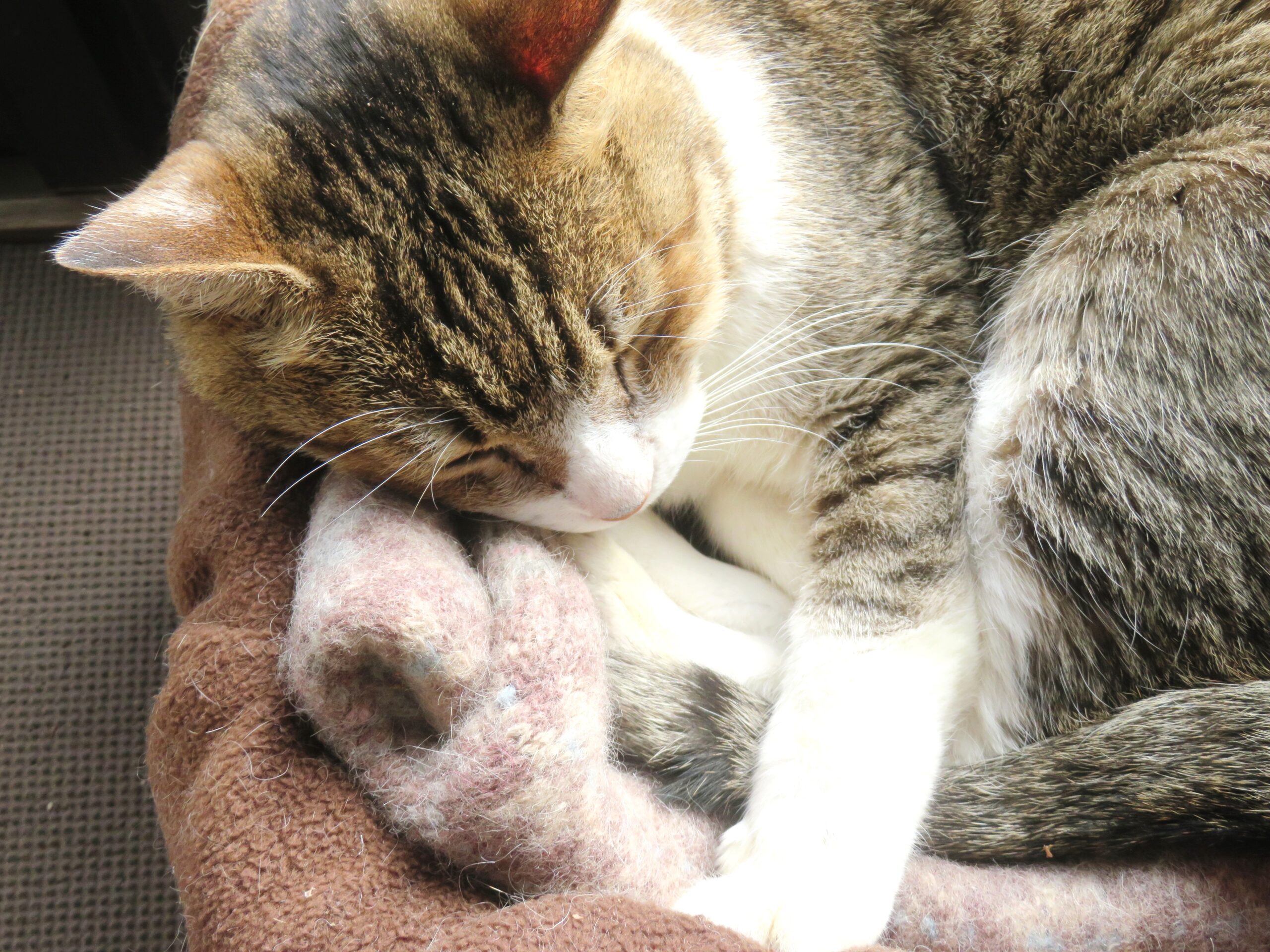 ねこ、風太 ひなたぼっこ