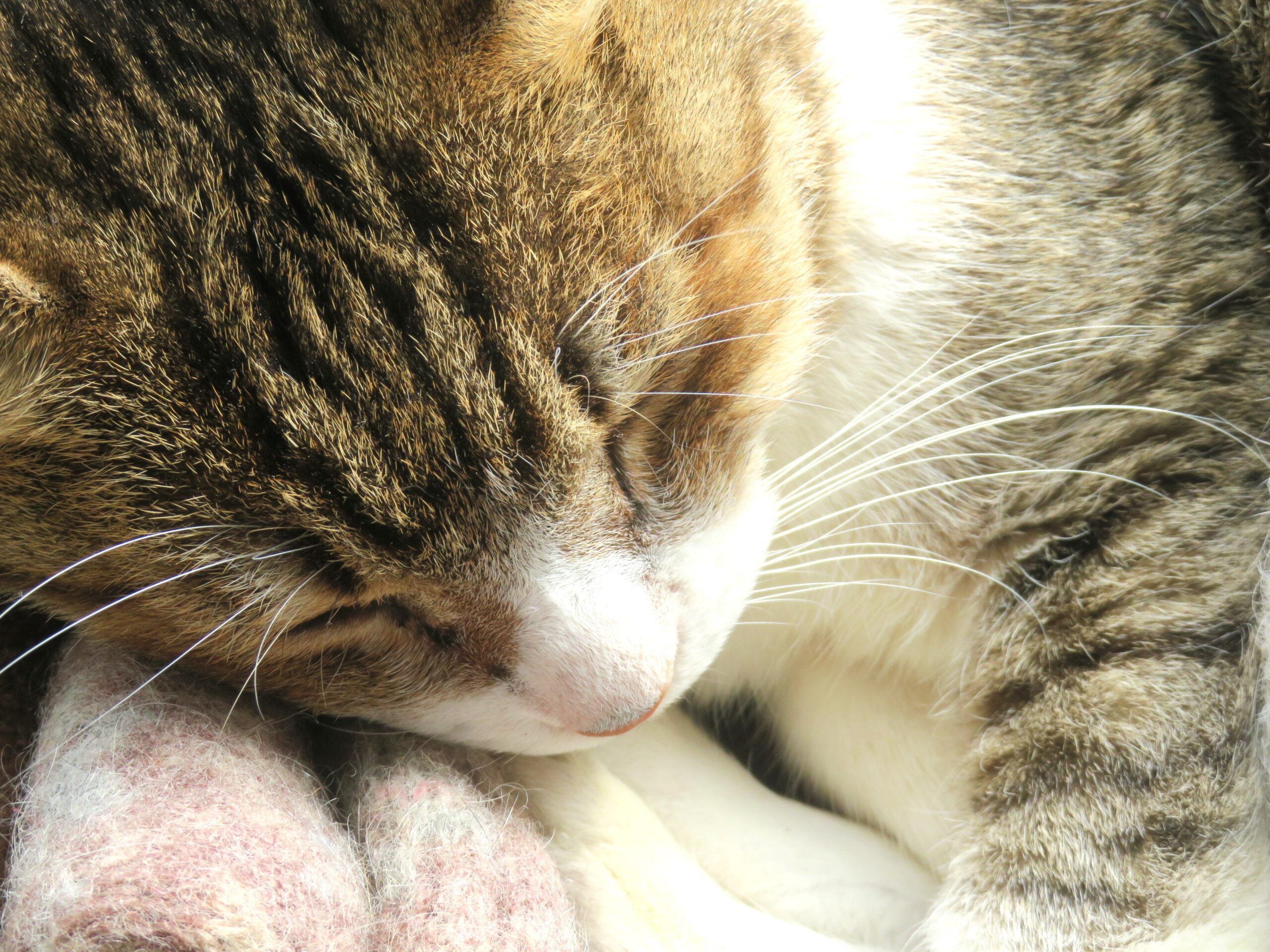 ねこ、風太 ひなたぼっこ