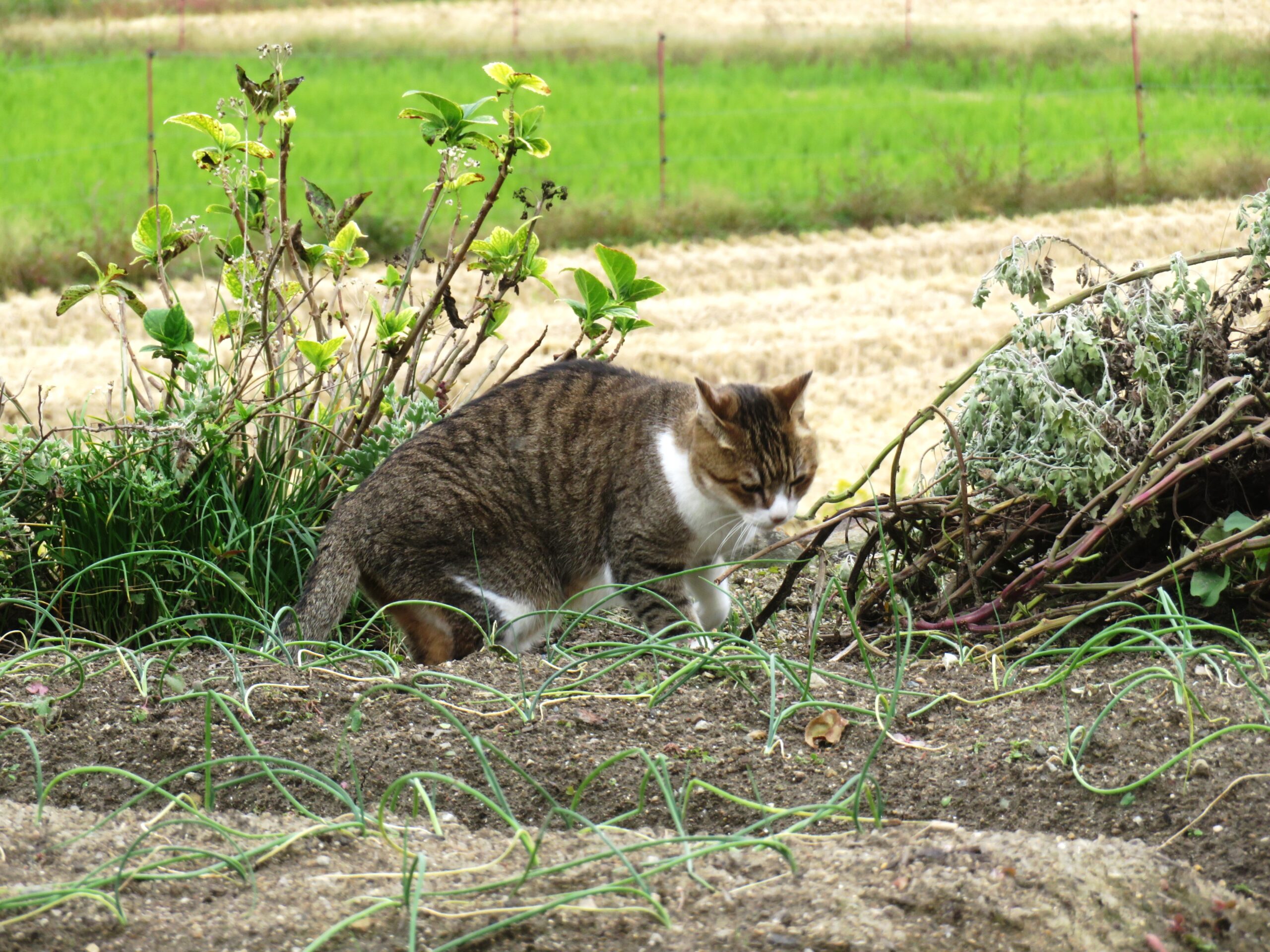 ねこ、風太 巡回
