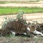 ねこ、風太　巡回
