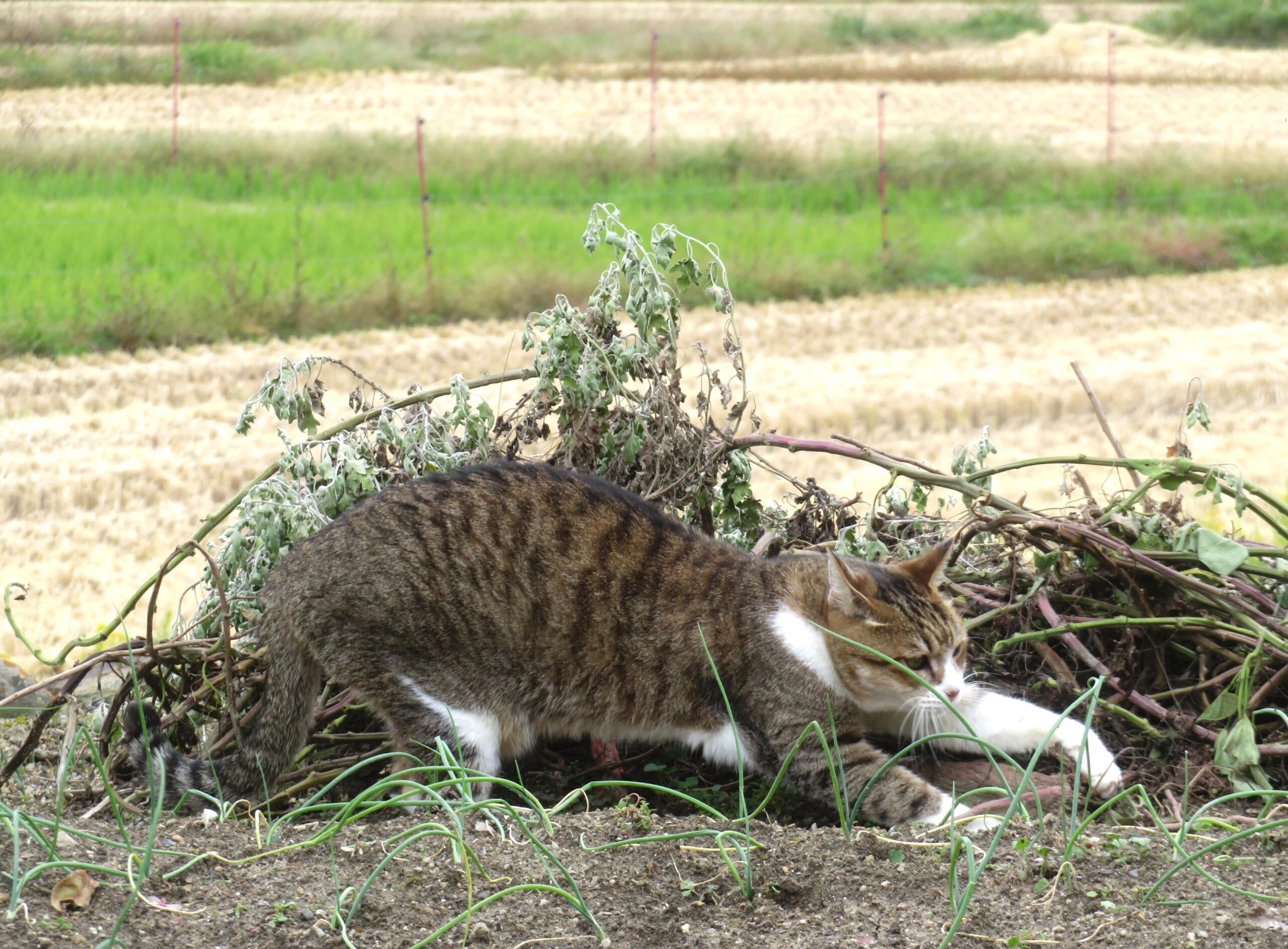 ねこ、風太 巡回