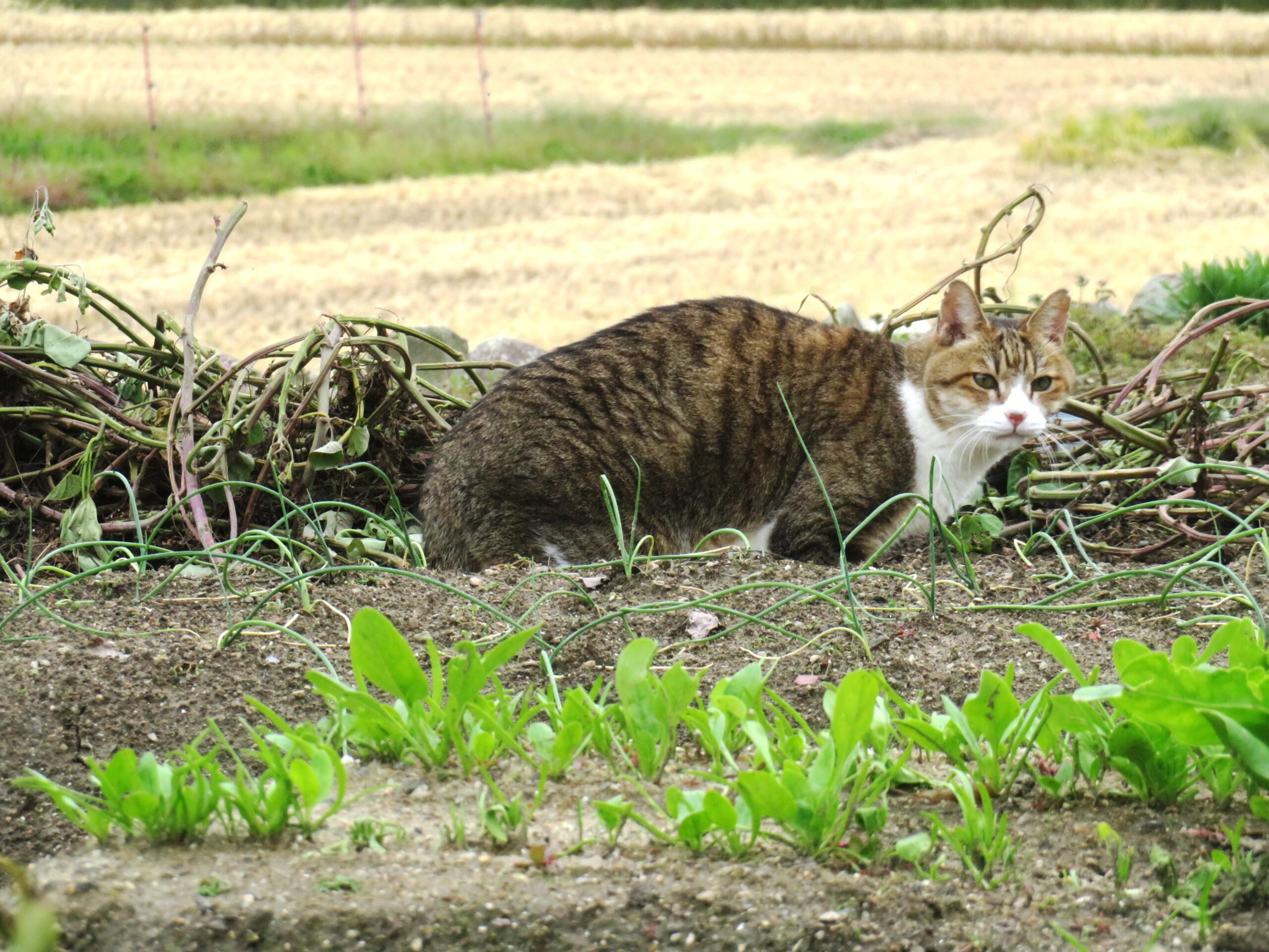 ねこ、風太 巡回