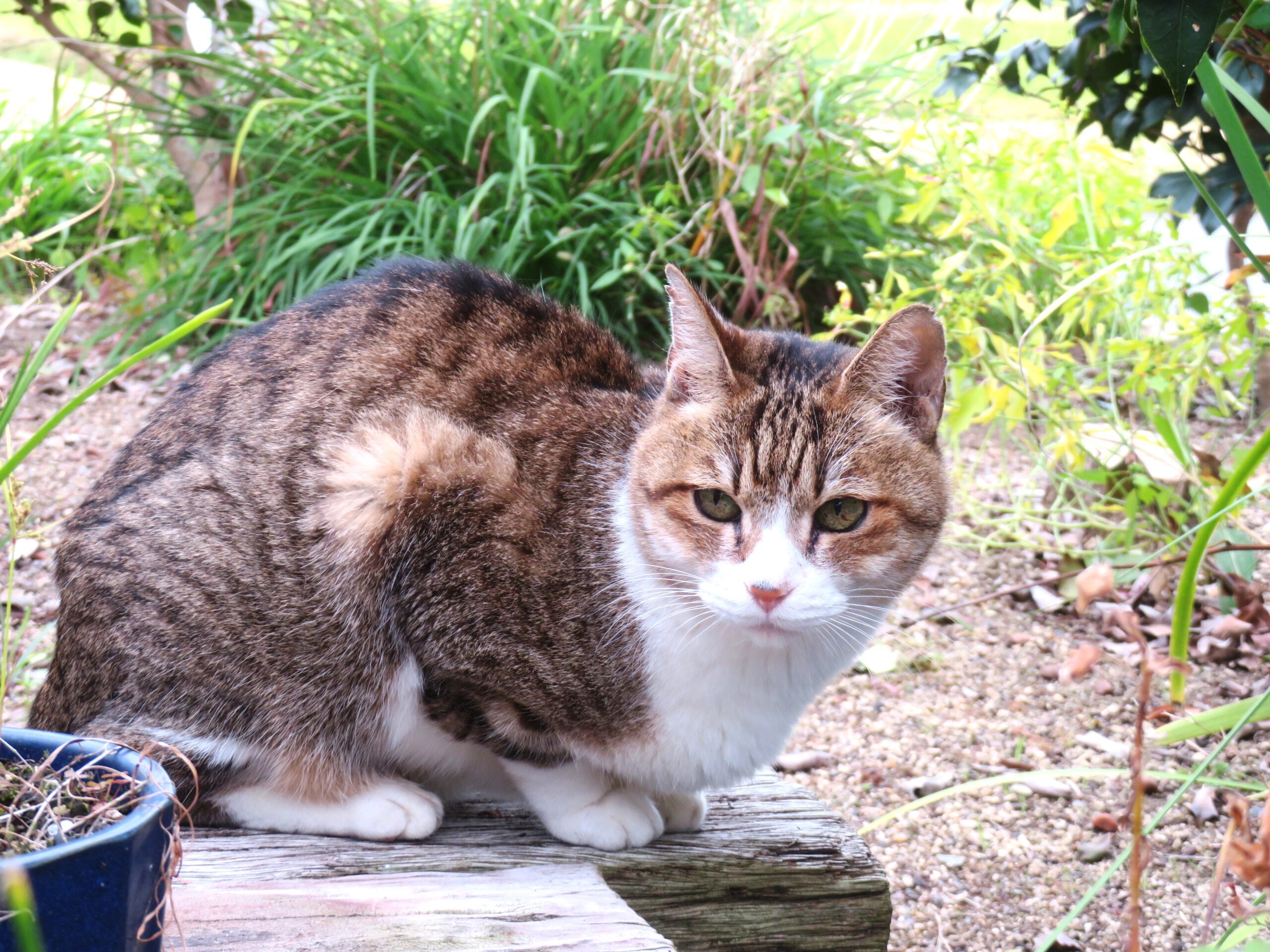 ねこ、風太　巡回
