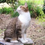 ねこ、風太　巡回