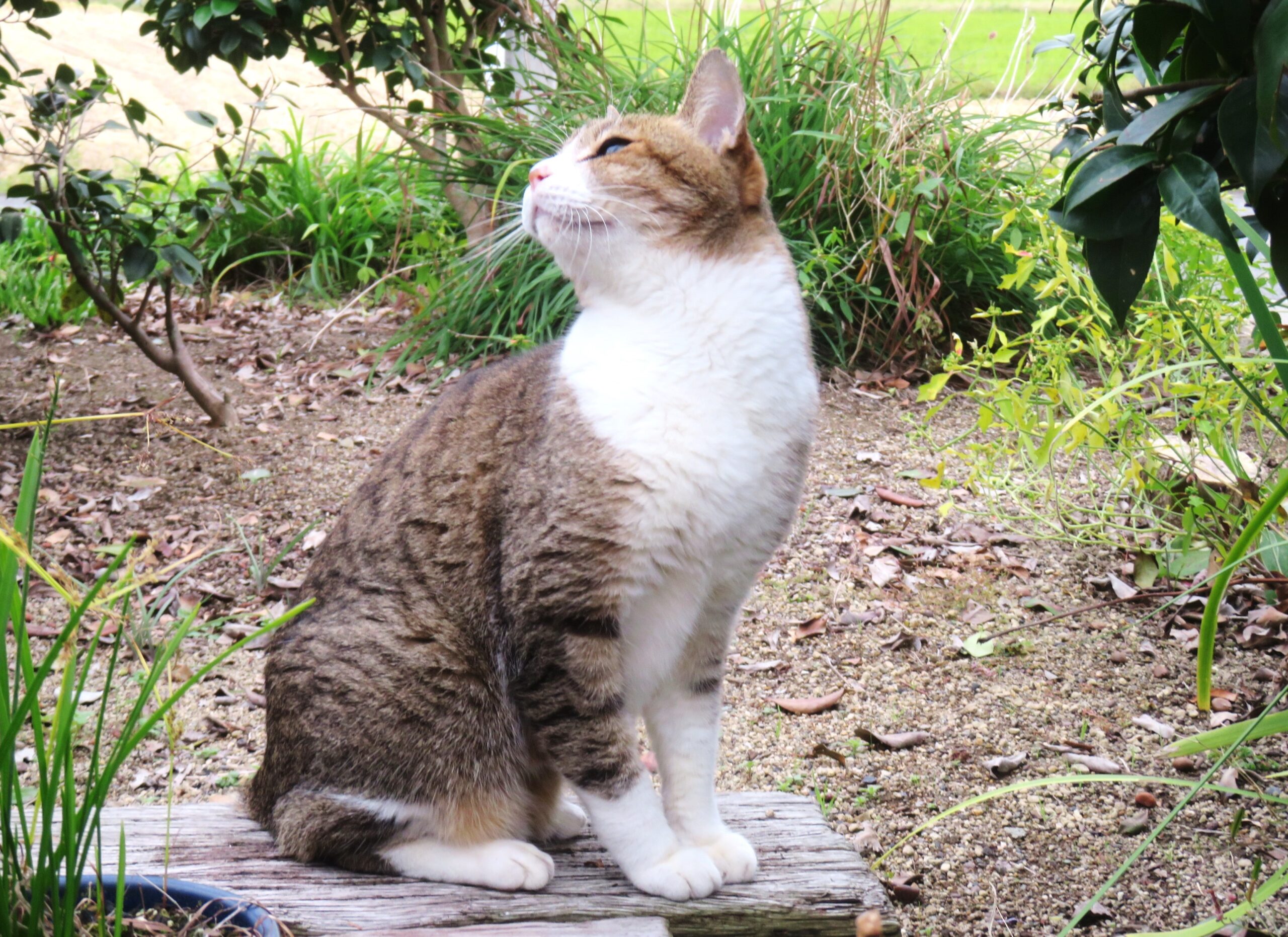 ねこ、風太　巡回