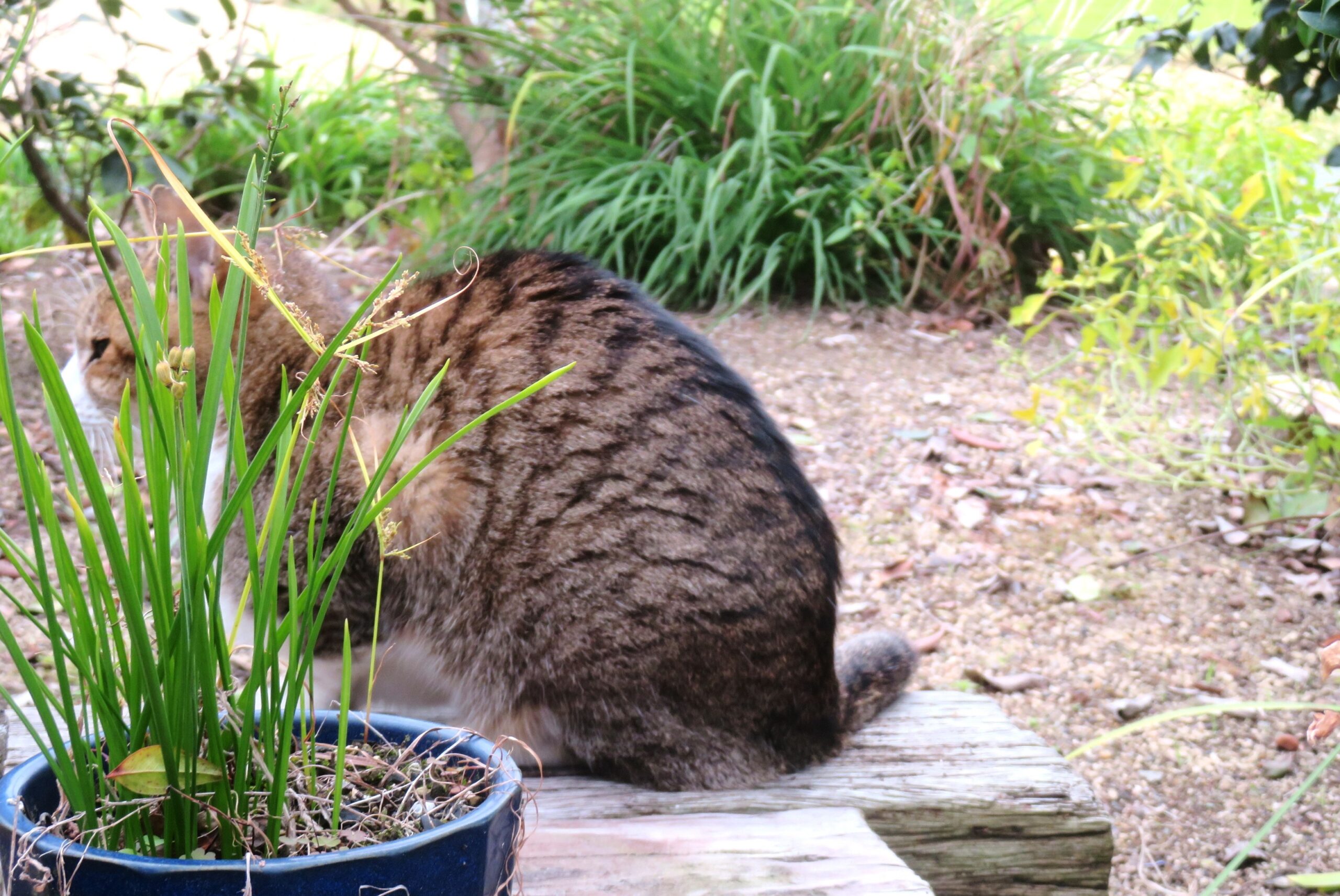ねこ、風太　巡回