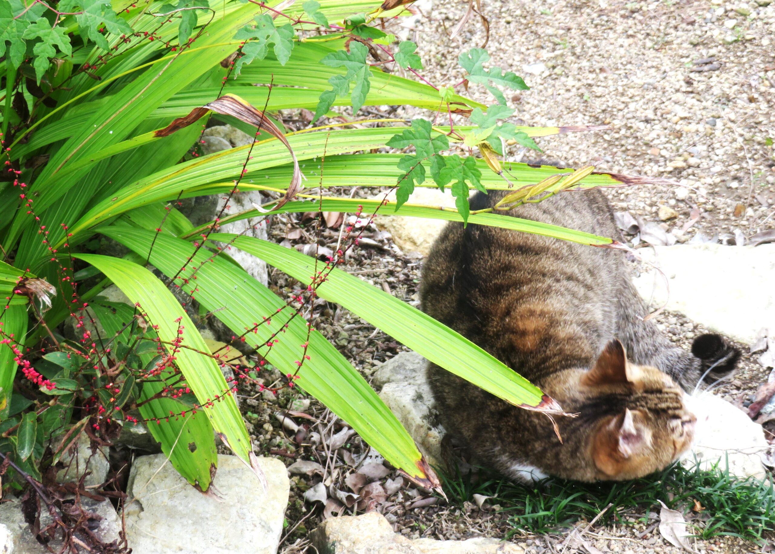 ねこ、風太　巡回