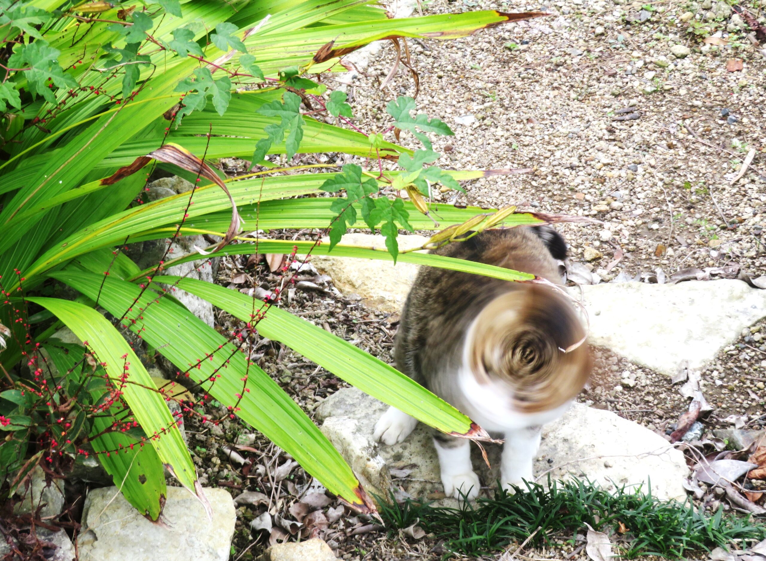 ねこ、風太　巡回