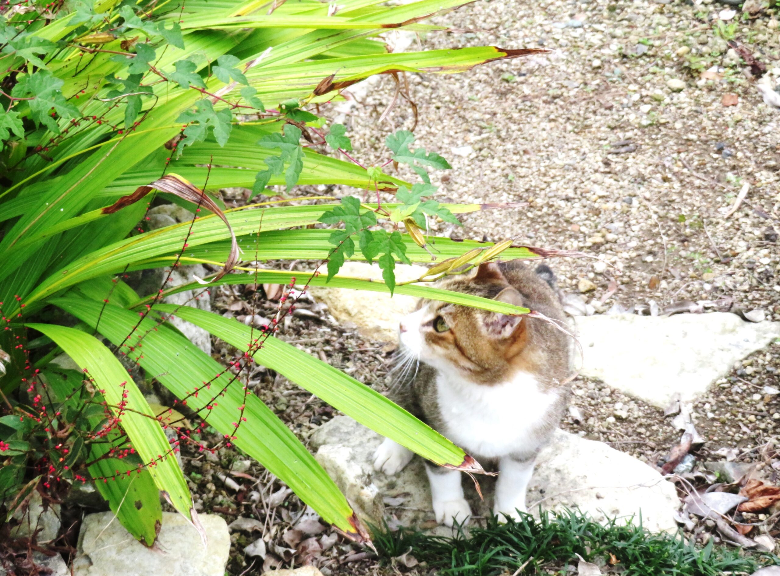 ねこ、風太　巡回