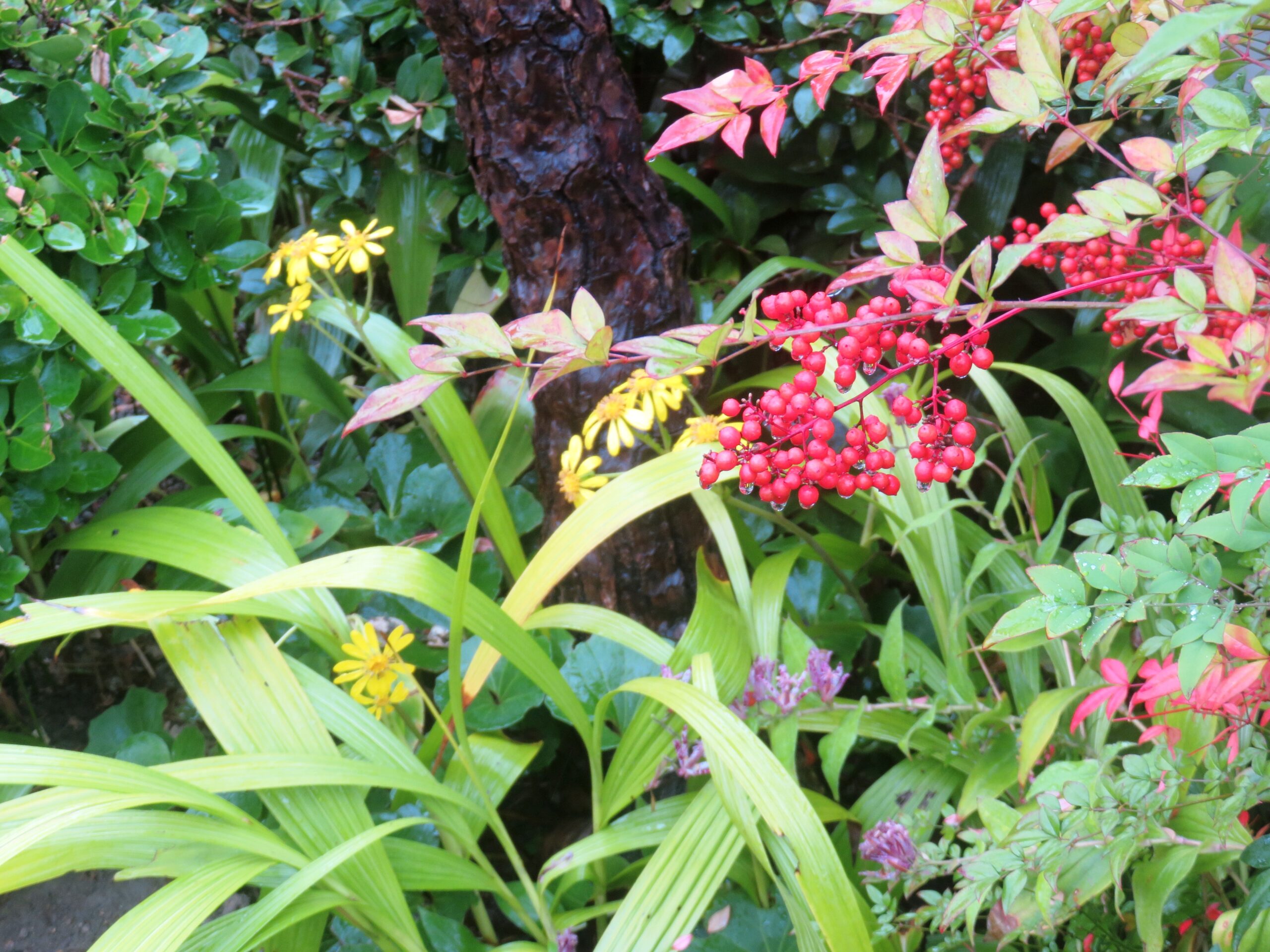 ツワブキ（石蕗）とホトトギス（杜鵑草）と南天