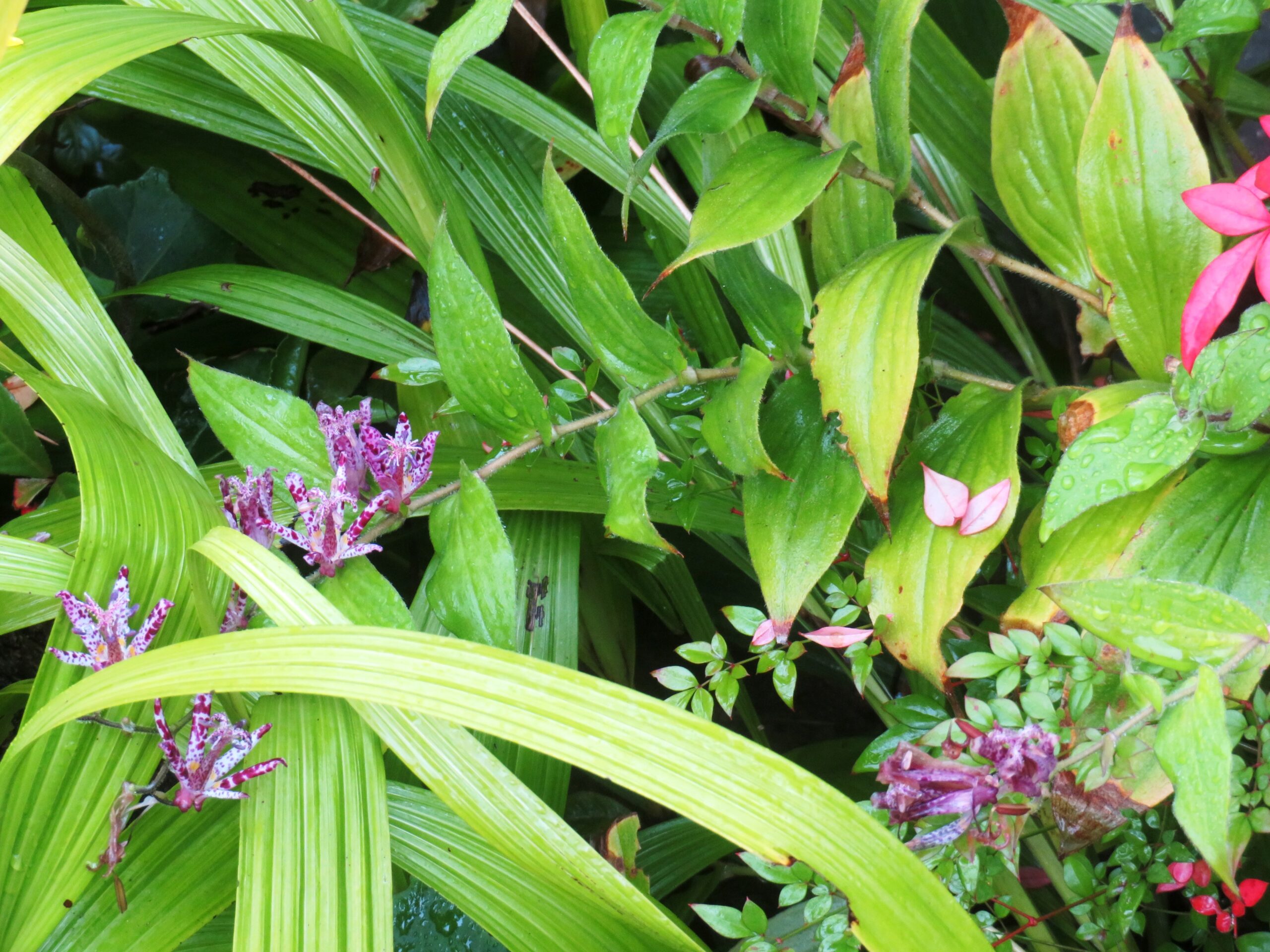 ホトトギス（杜鵑草）