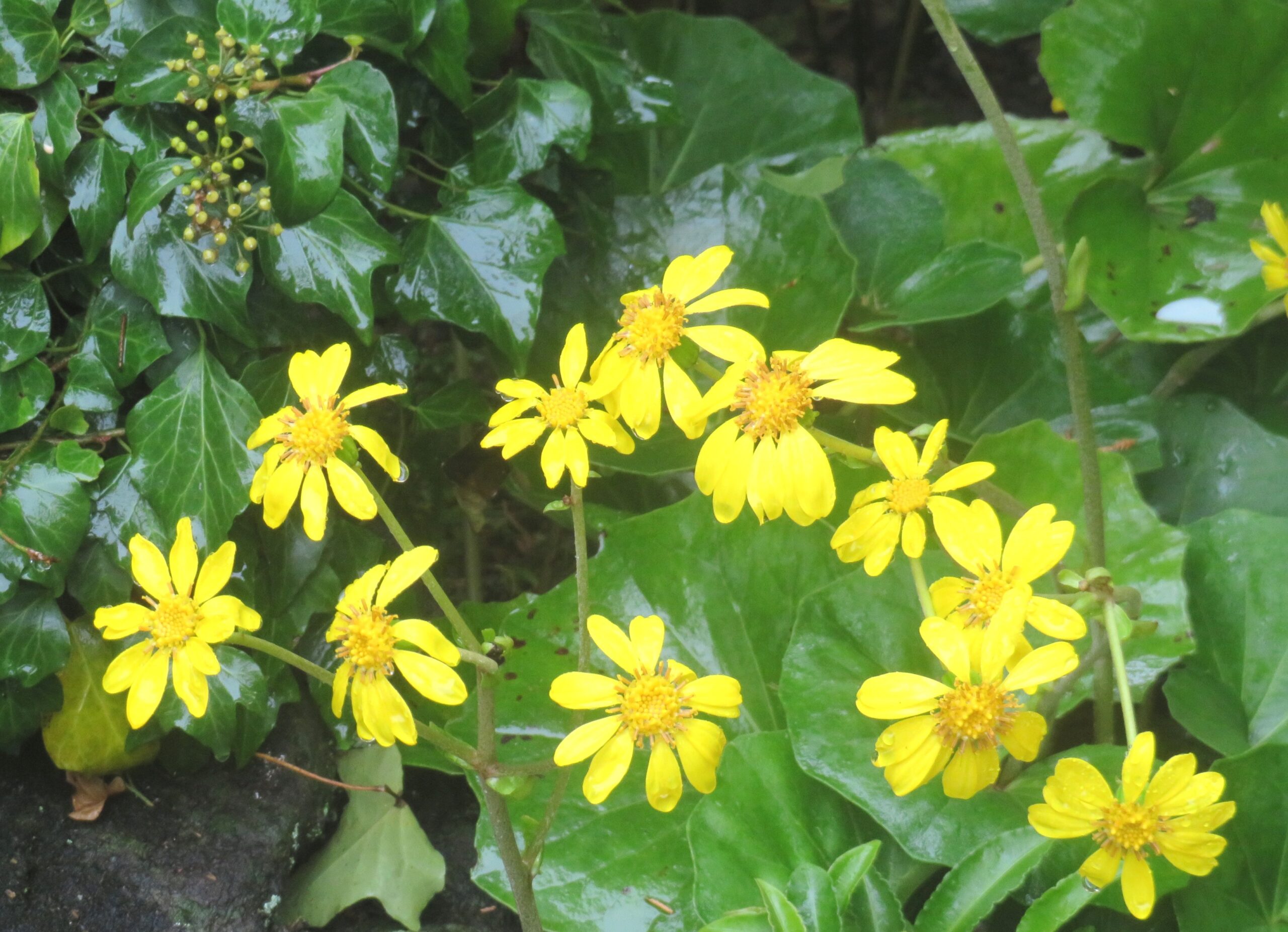 ツワブキ（石蕗）