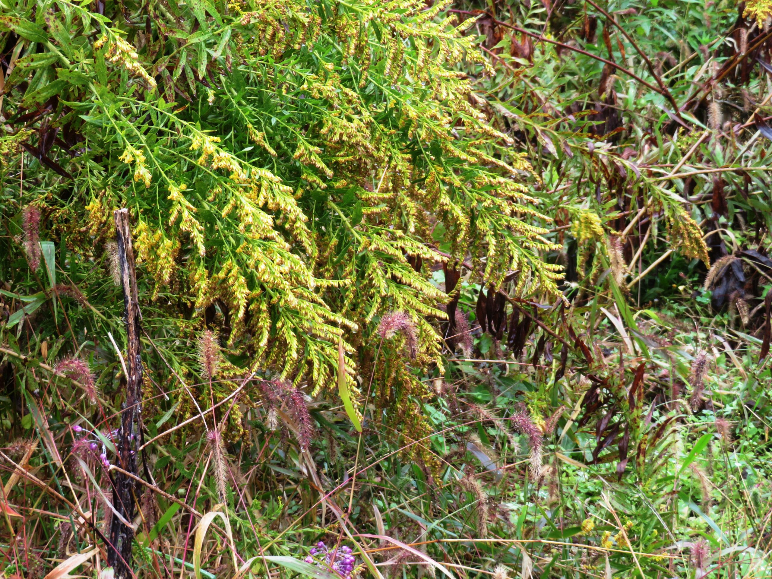 初冬の雨の日　セイタカアワダチソウ