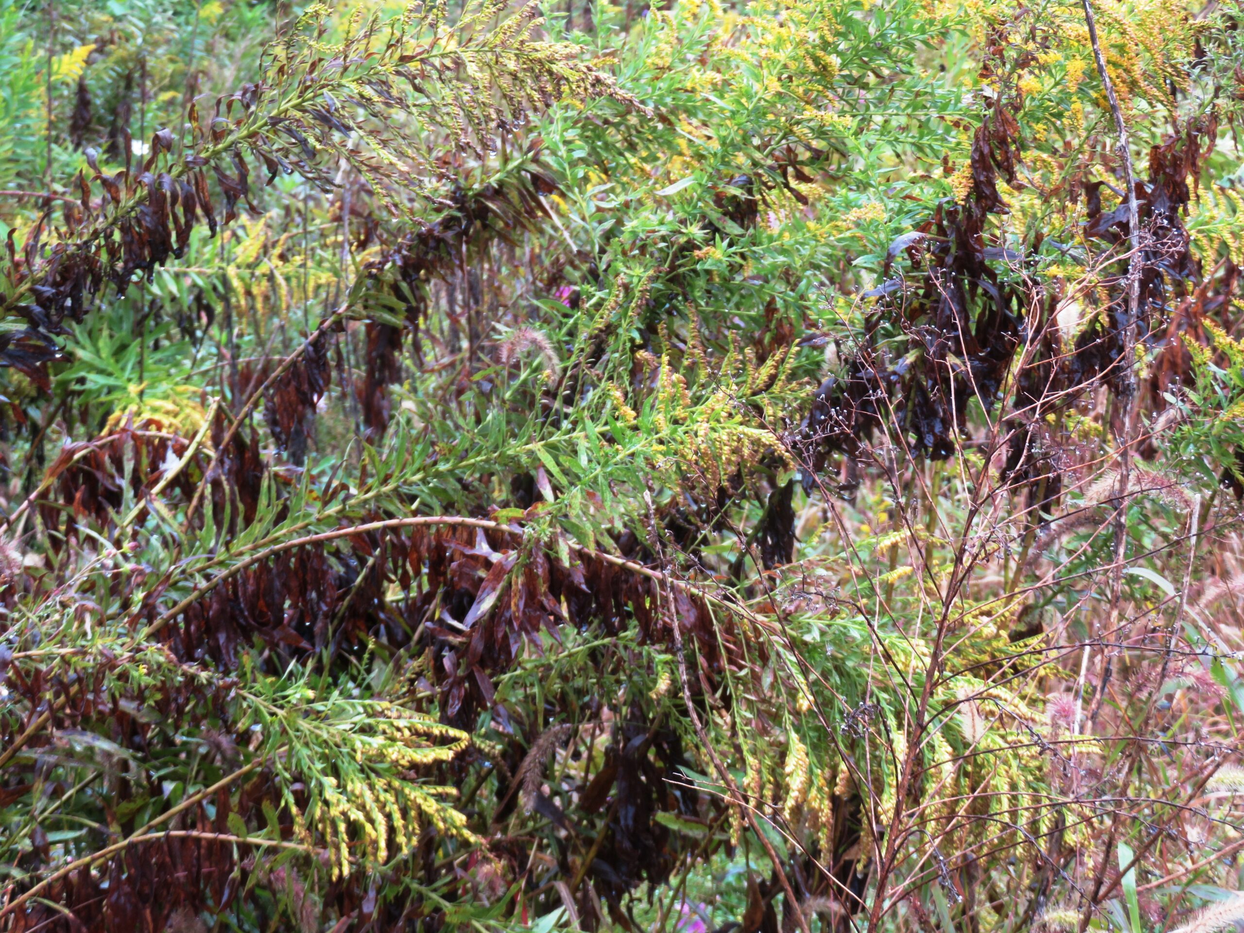 初冬の雨の日　セイタカアワダチソウ