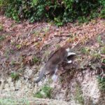 ねこ、風太　巡回